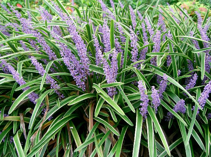 Liriope (Lilyturf)