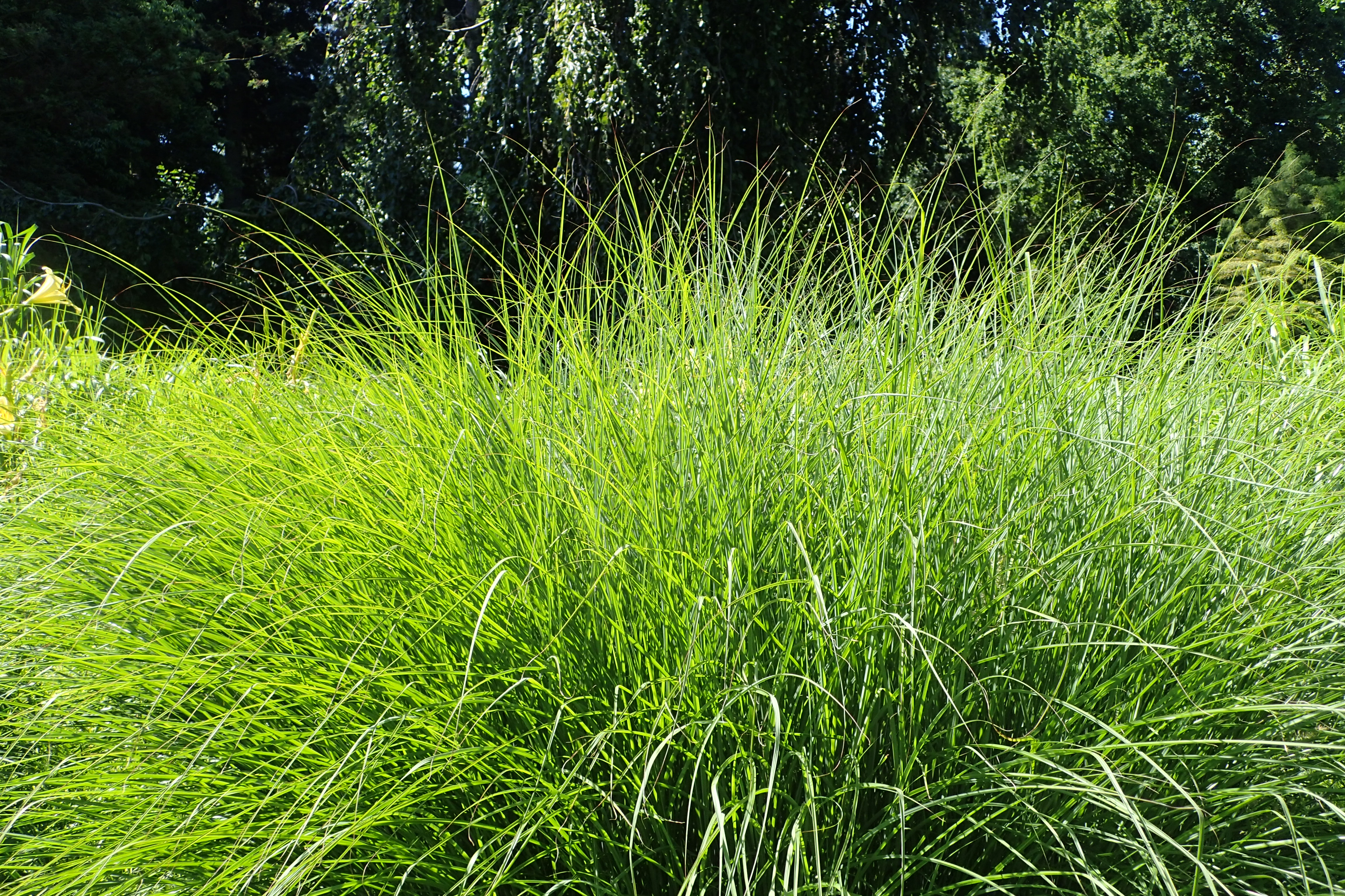 Maiden Grass