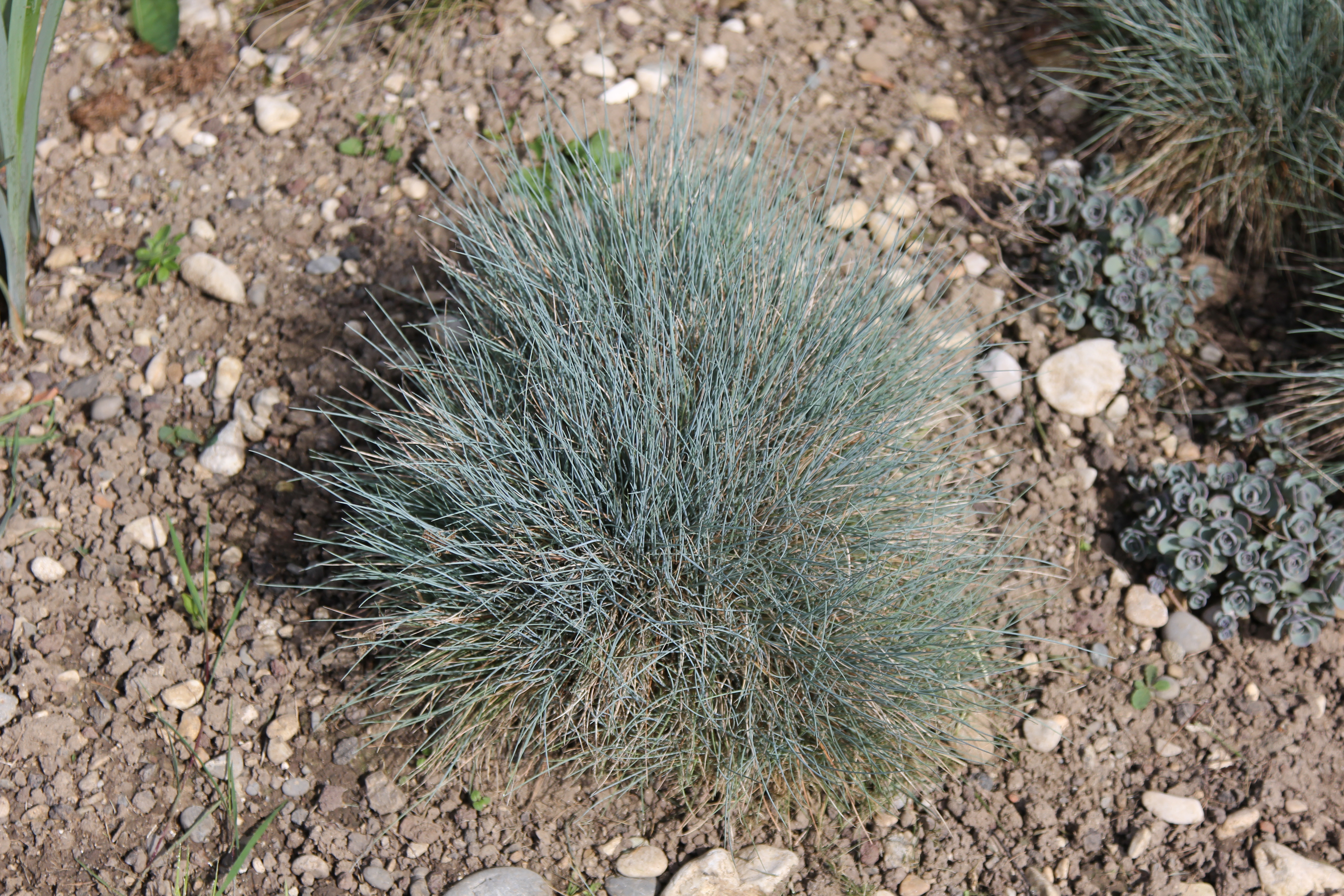 Blue Fescue