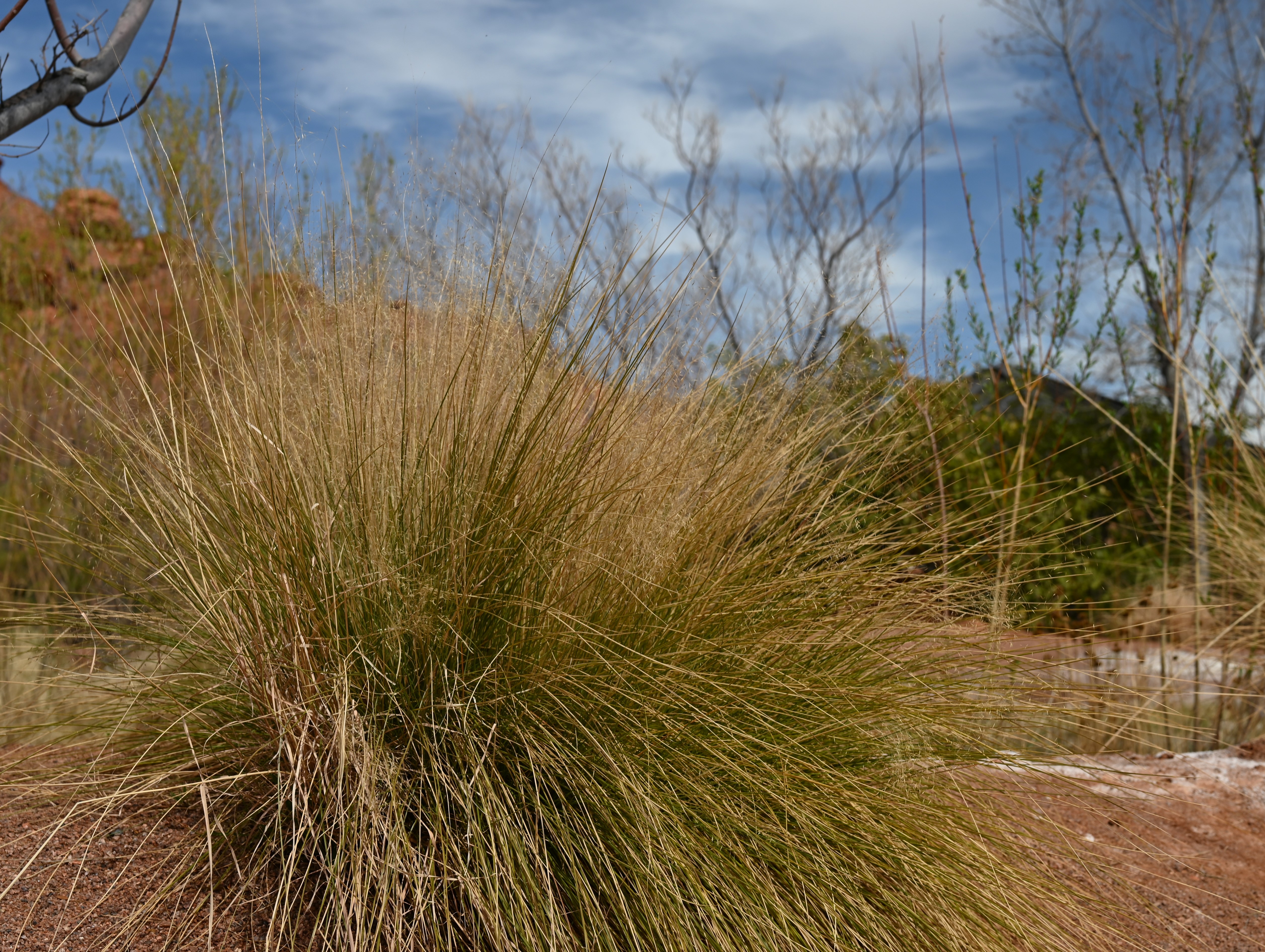 Muhly Grass