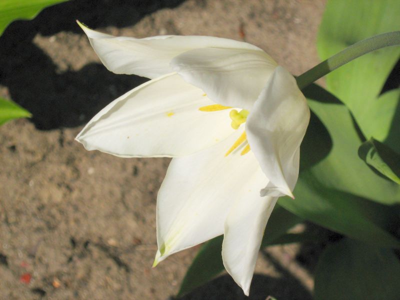 Tulip