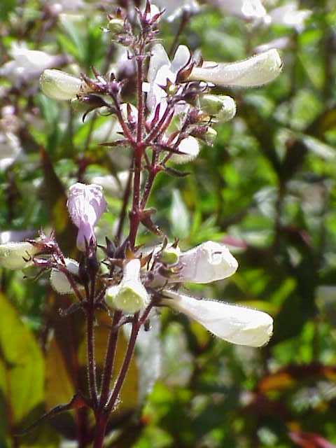 Penstemon