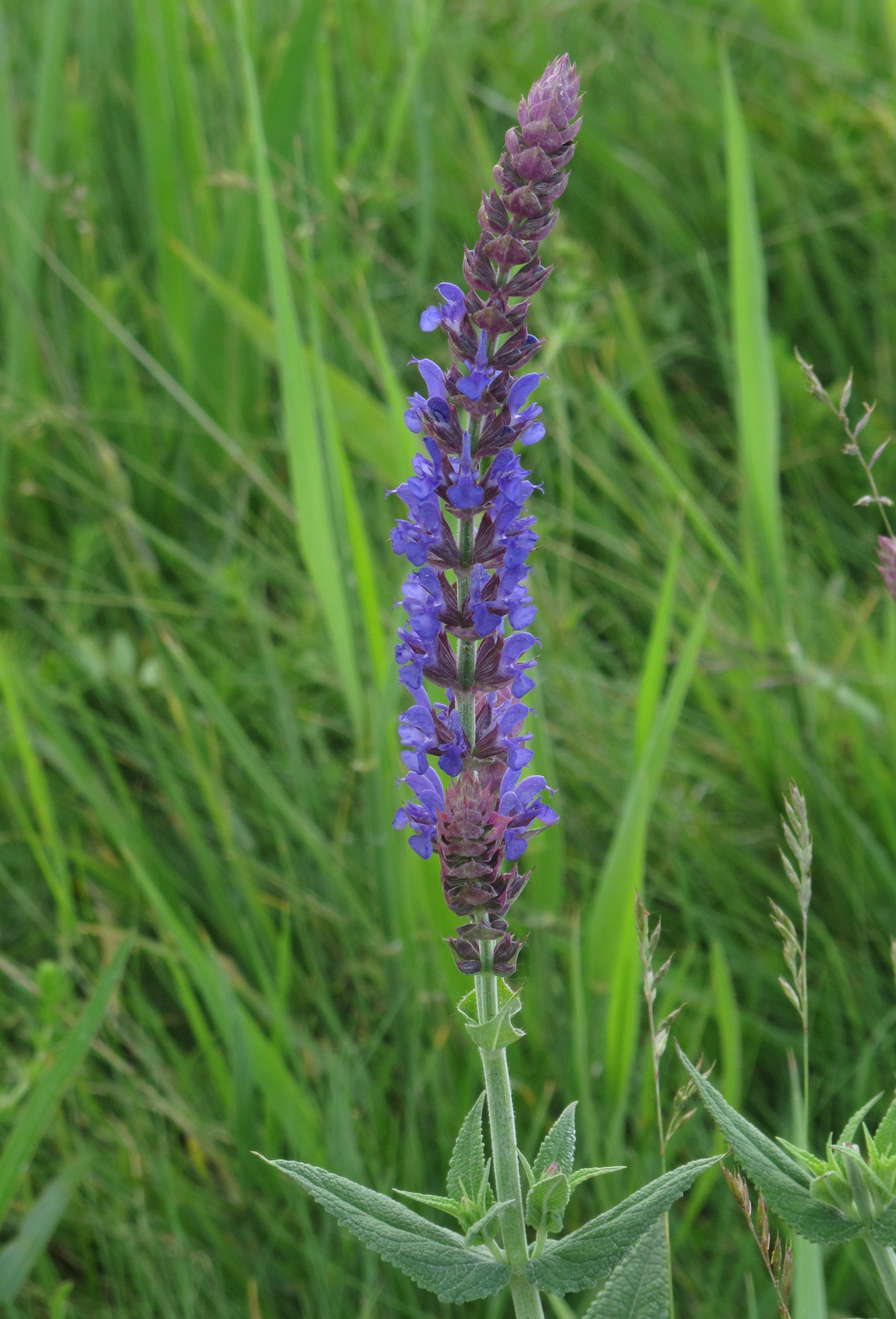 Salvia (Perennial)