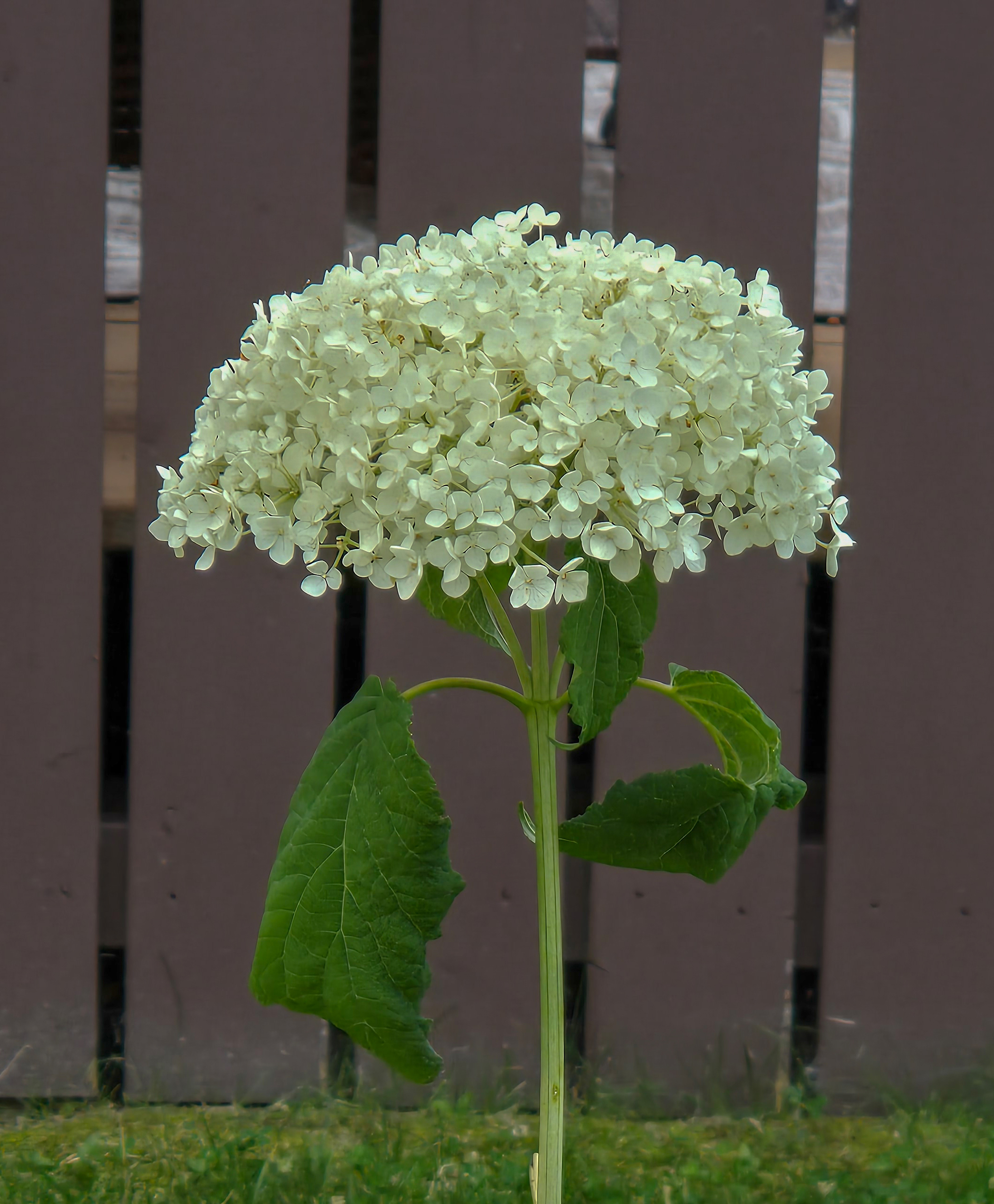 Smooth Hydrangea