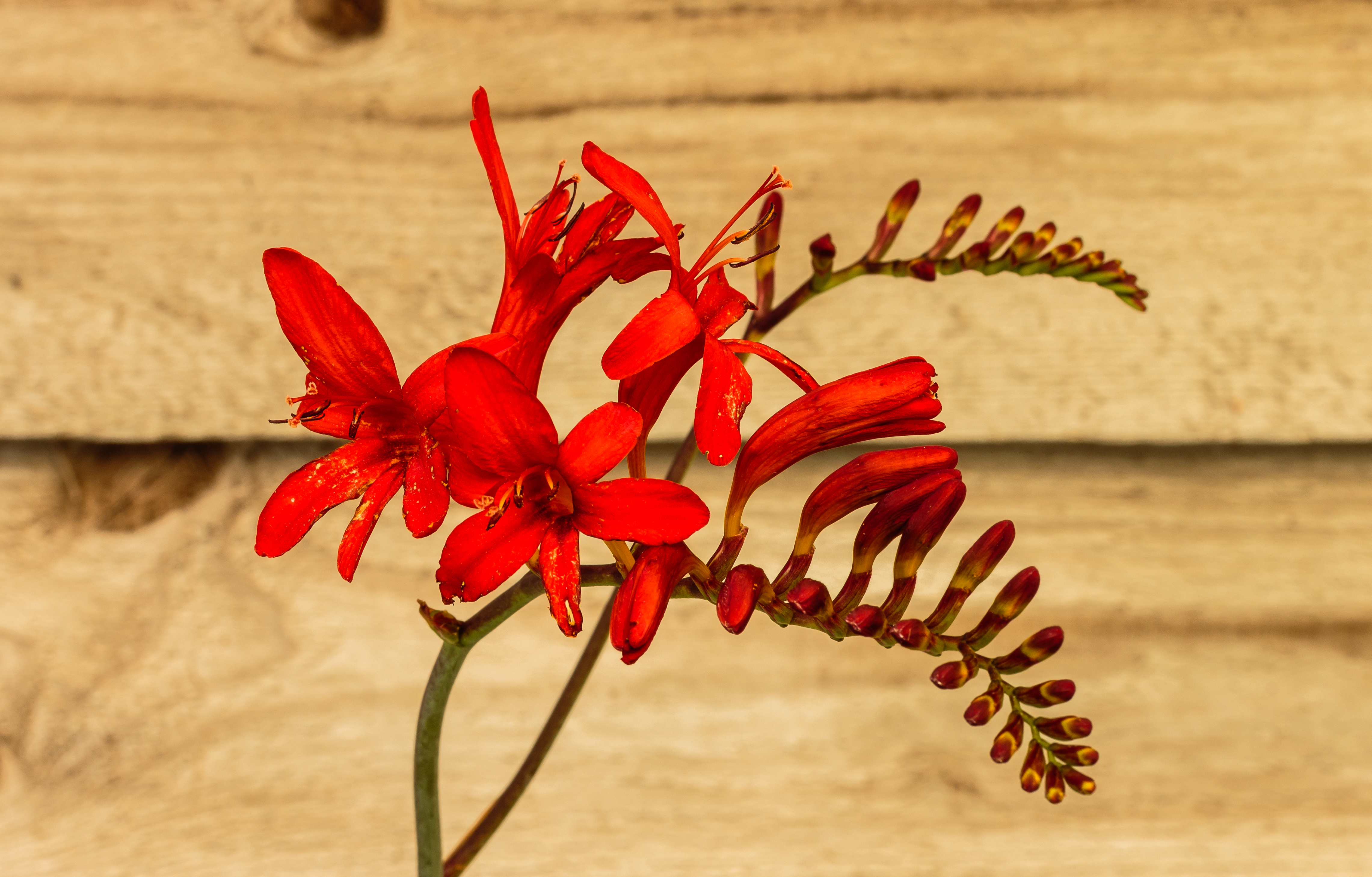 Crocosmia Lucifer