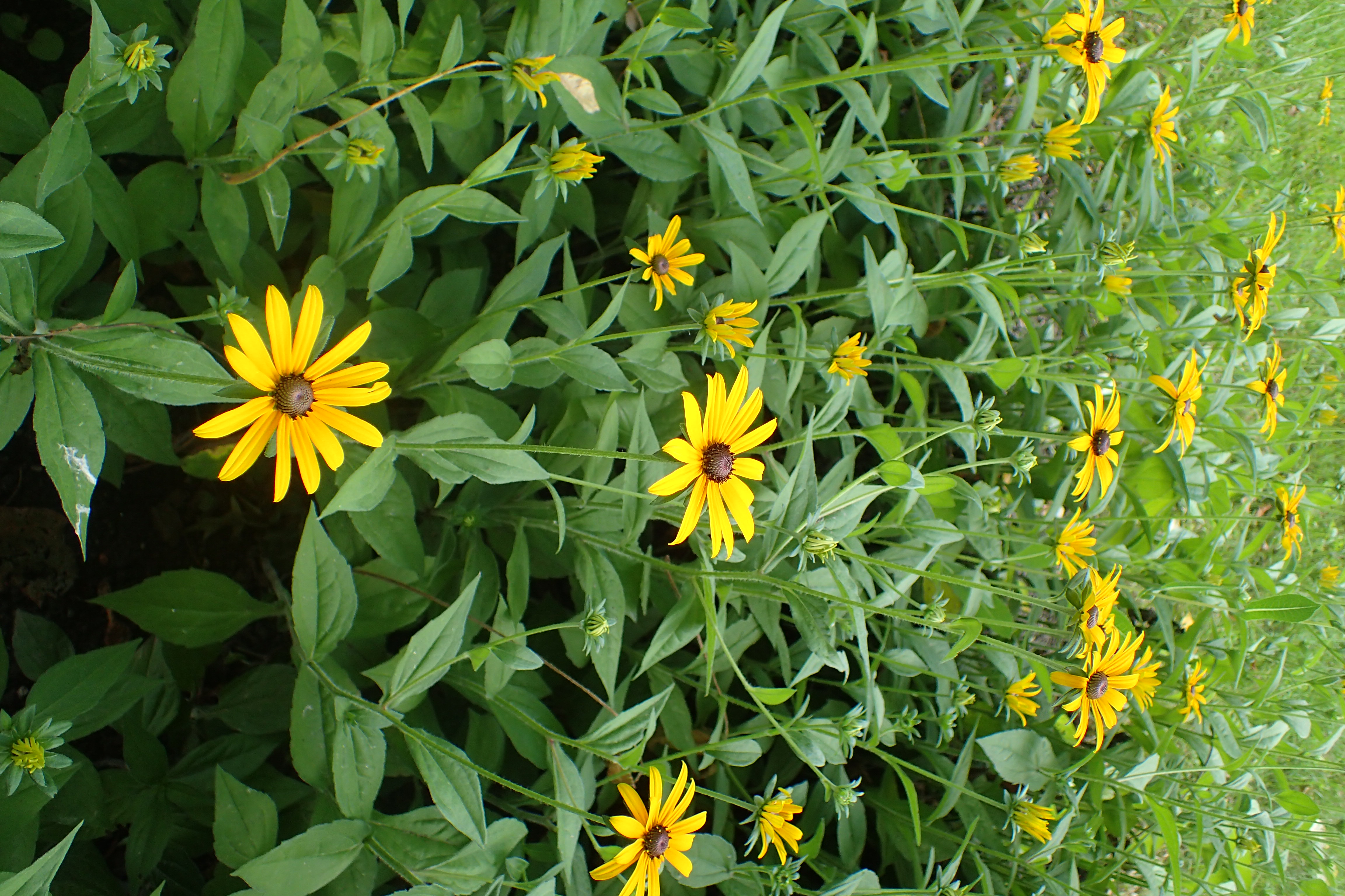 Black-eyed Susan