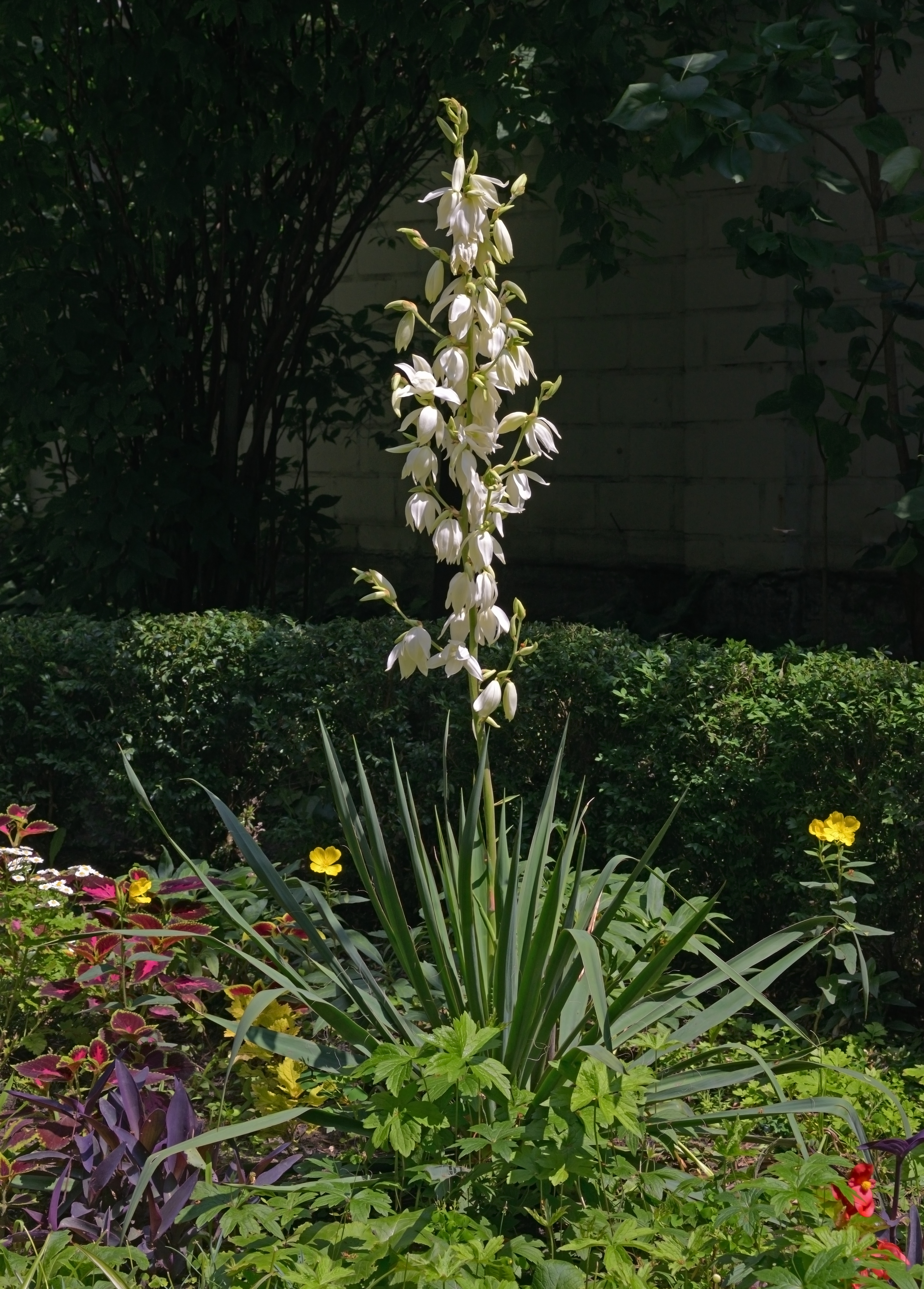 Yucca