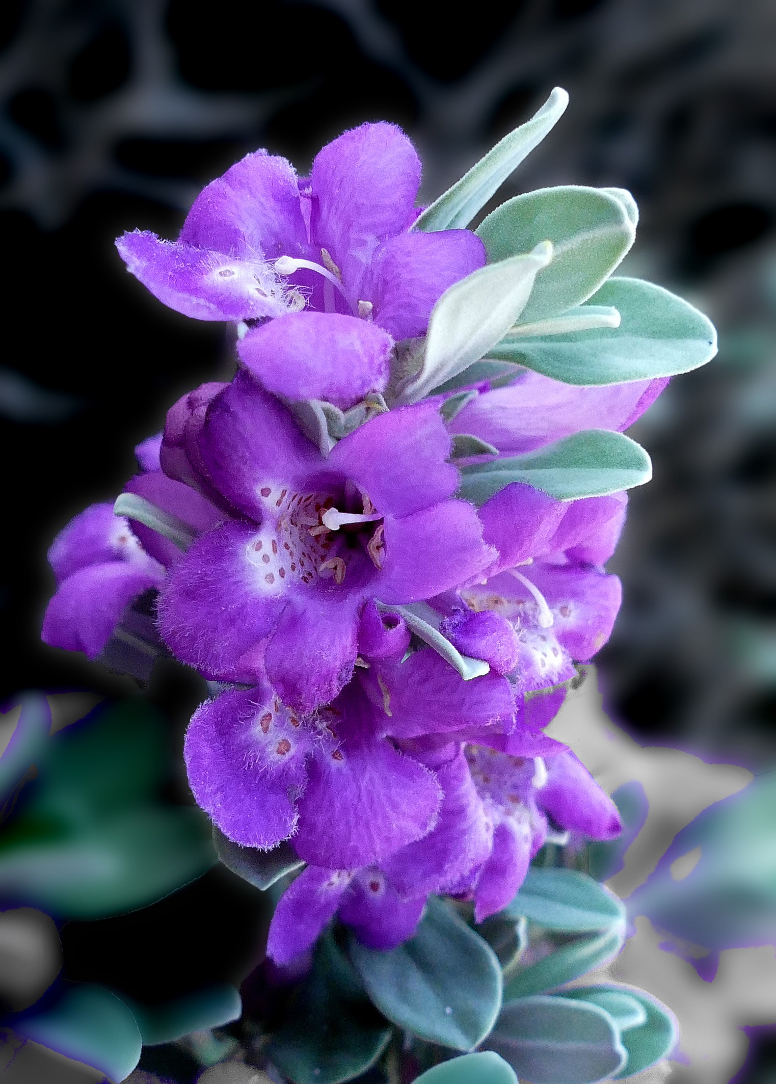 Texas Sage