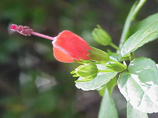Turk's Cap