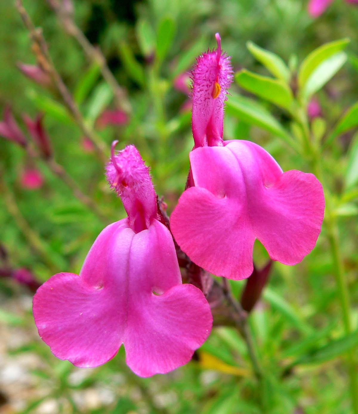 Salvia greggii