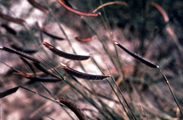 Blue Grama Grass