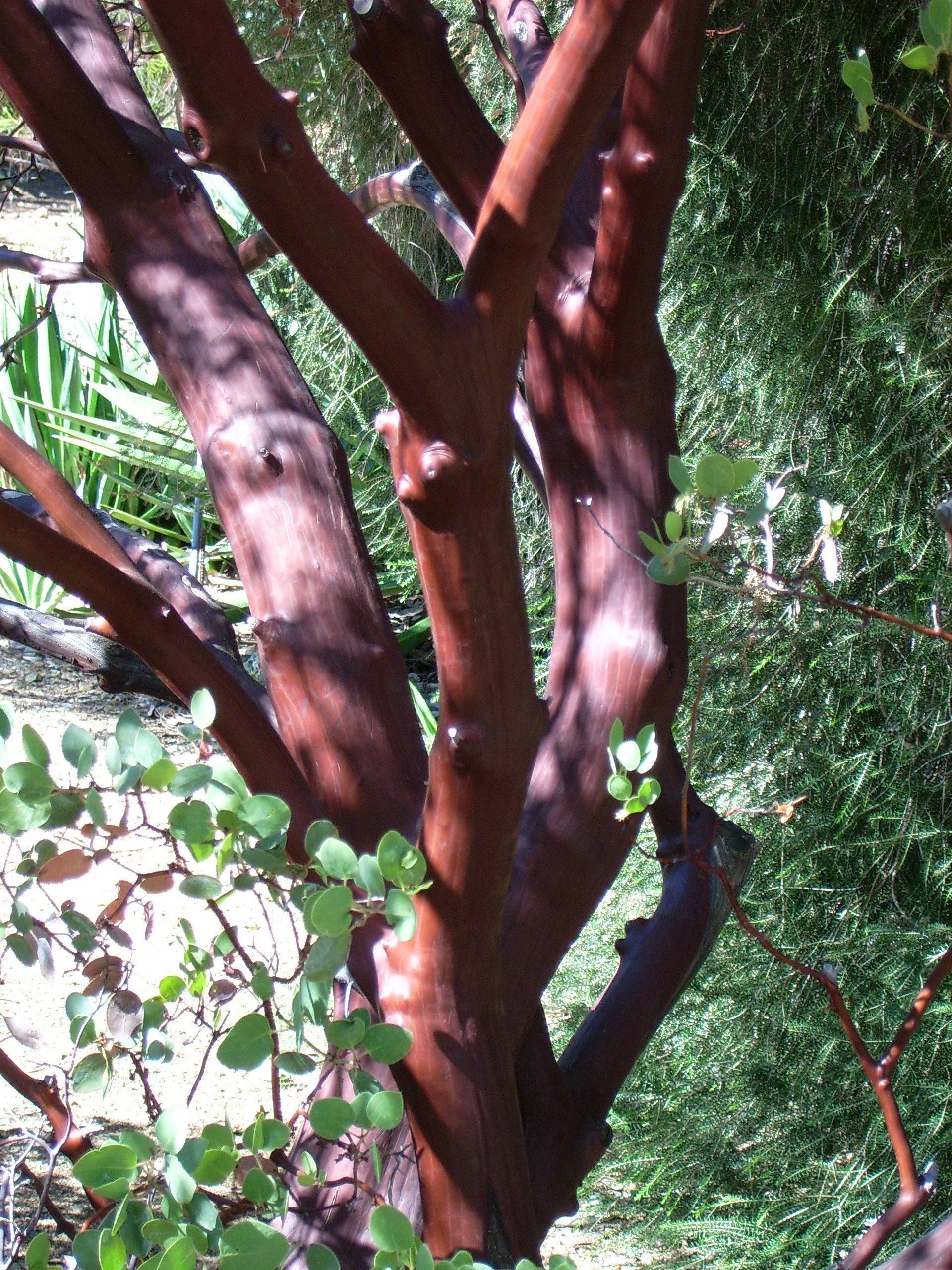 Manzanita