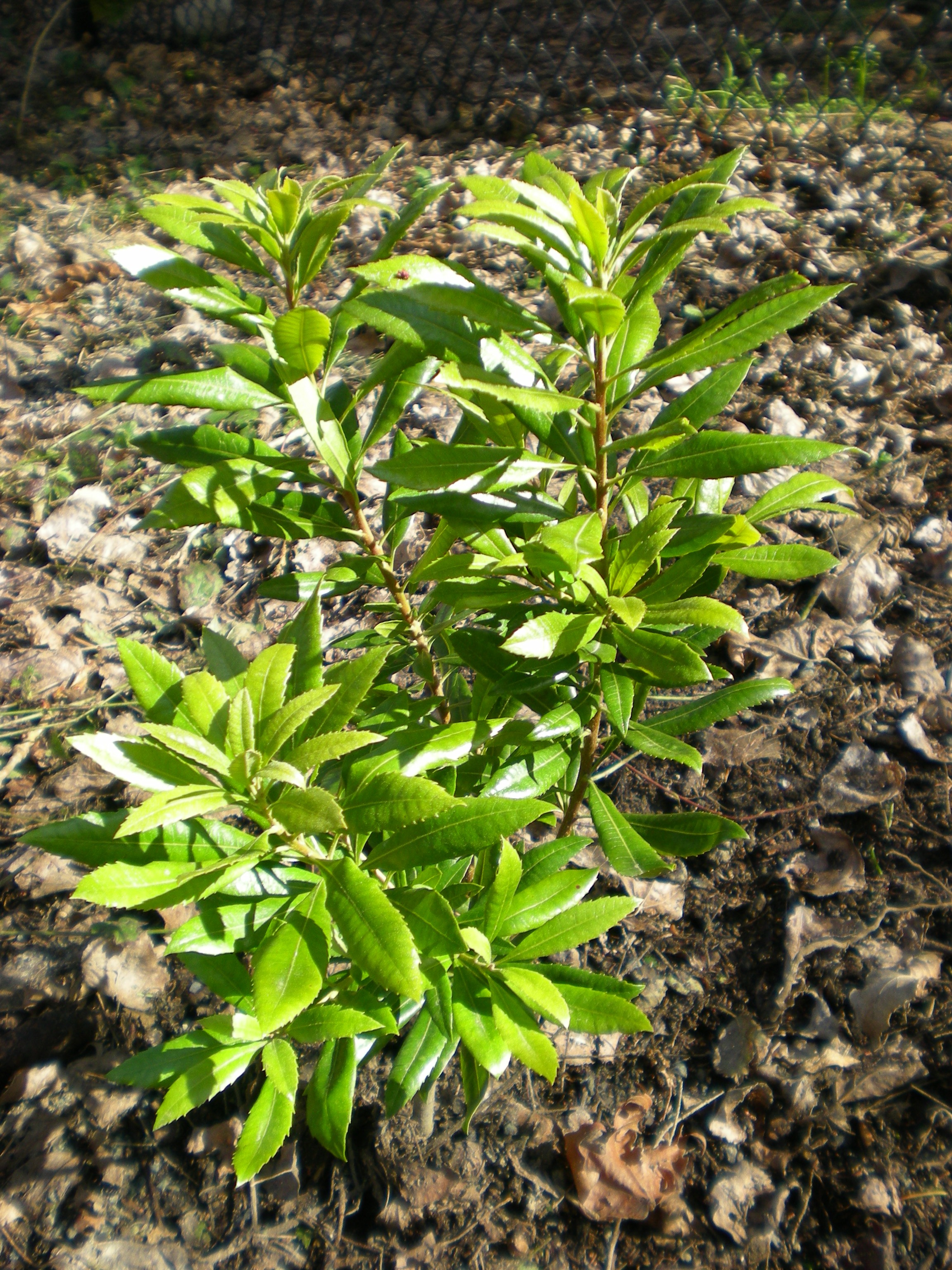 Pacific Wax Myrtle