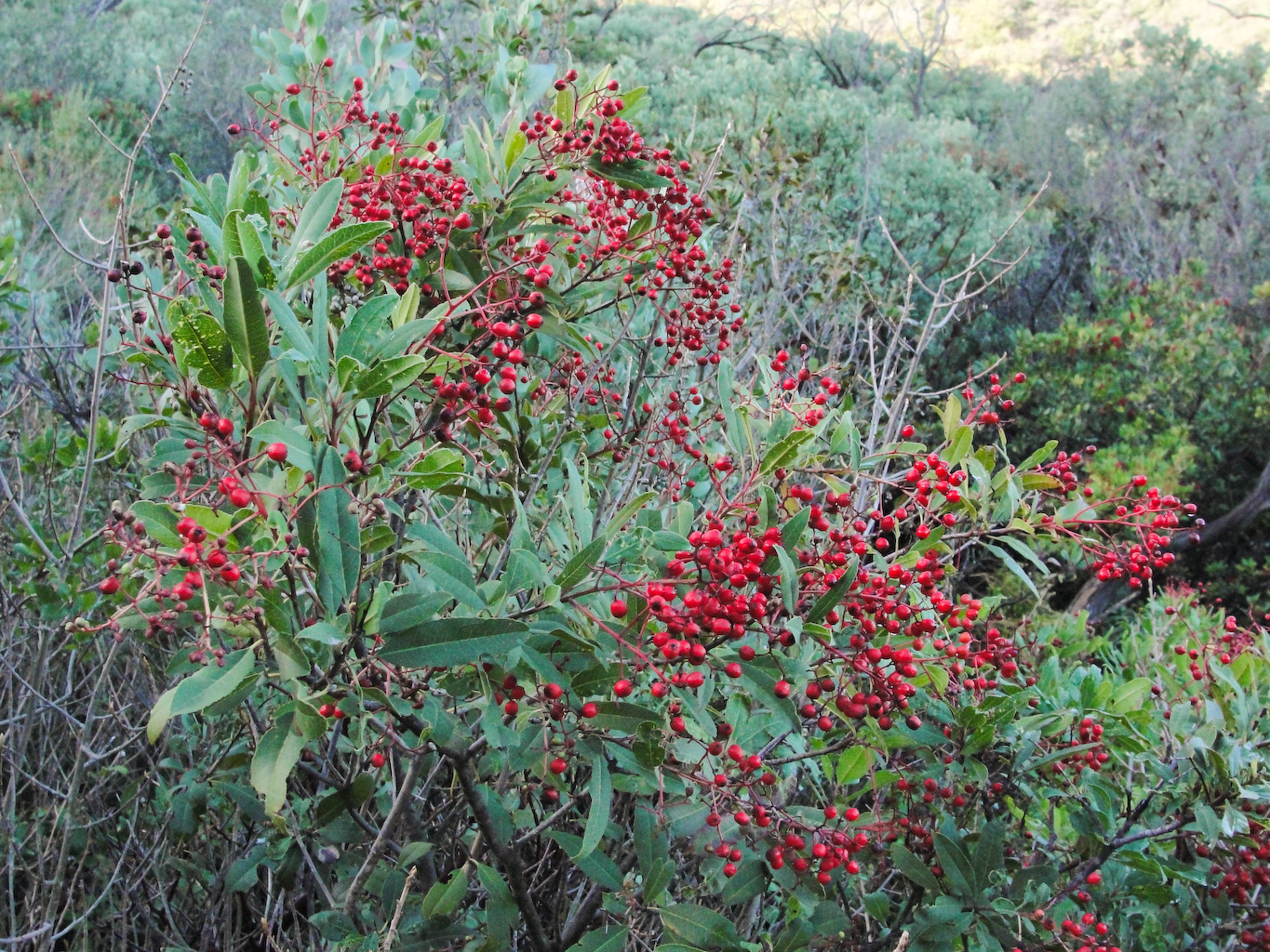 Toyon