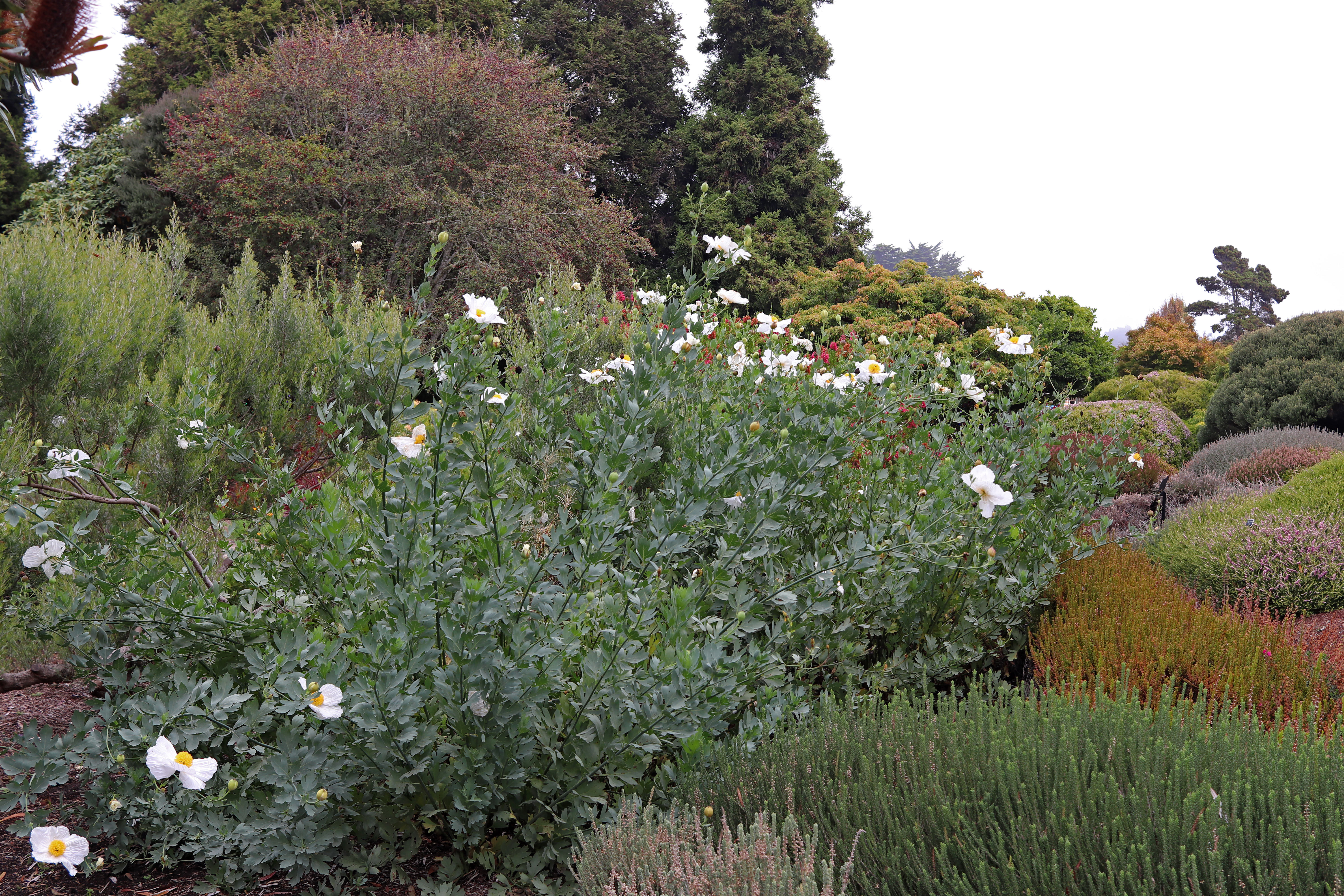 Matilija Poppy
