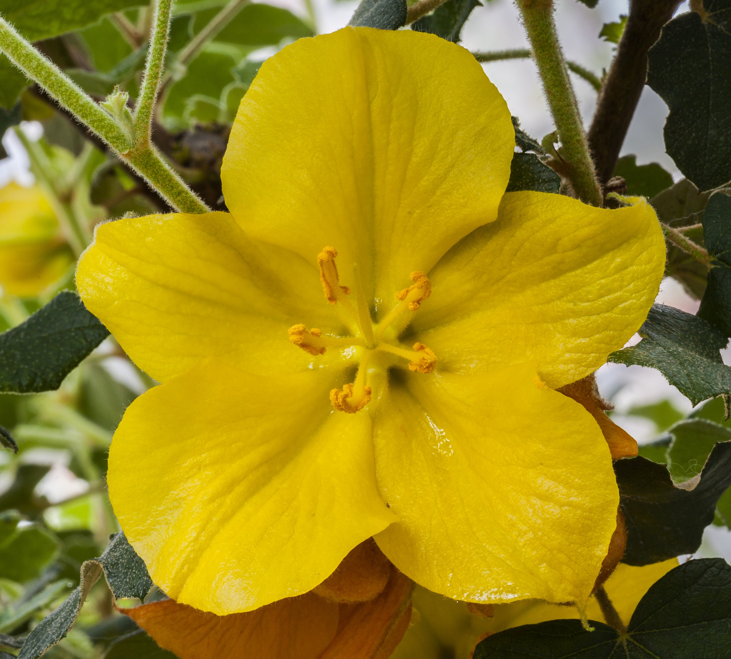 Fremontodendron