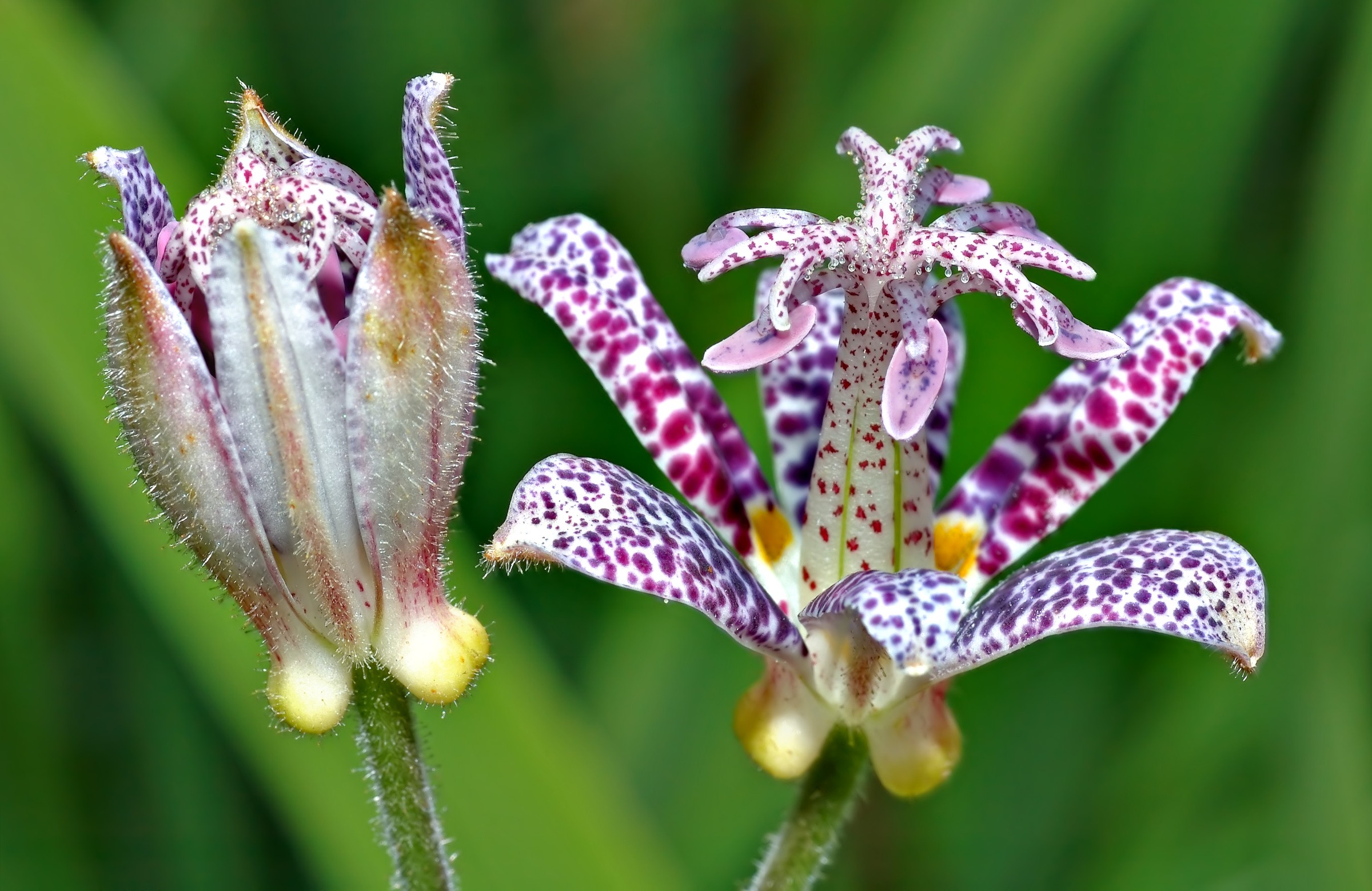 Toad Lily