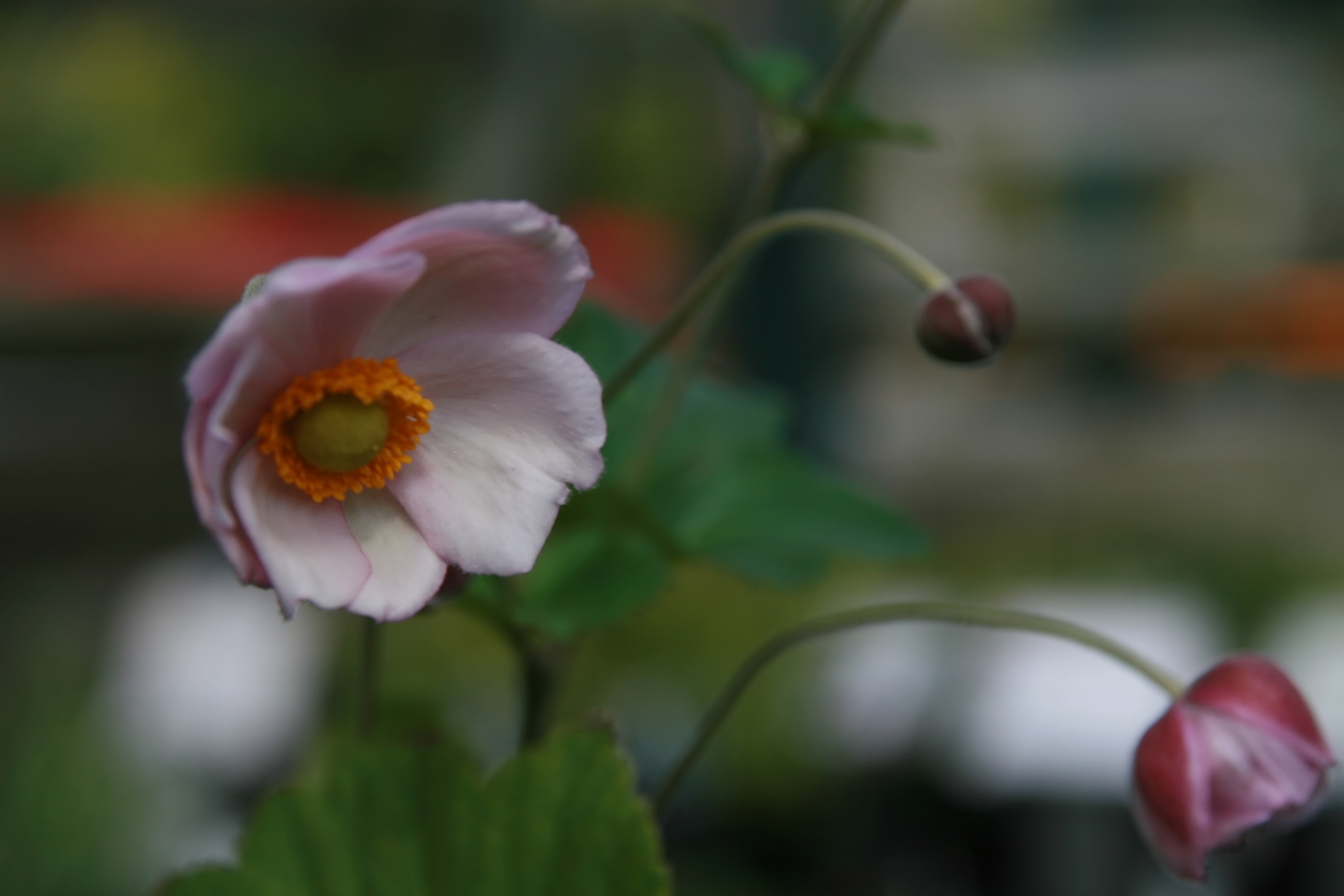Japanese Anemone