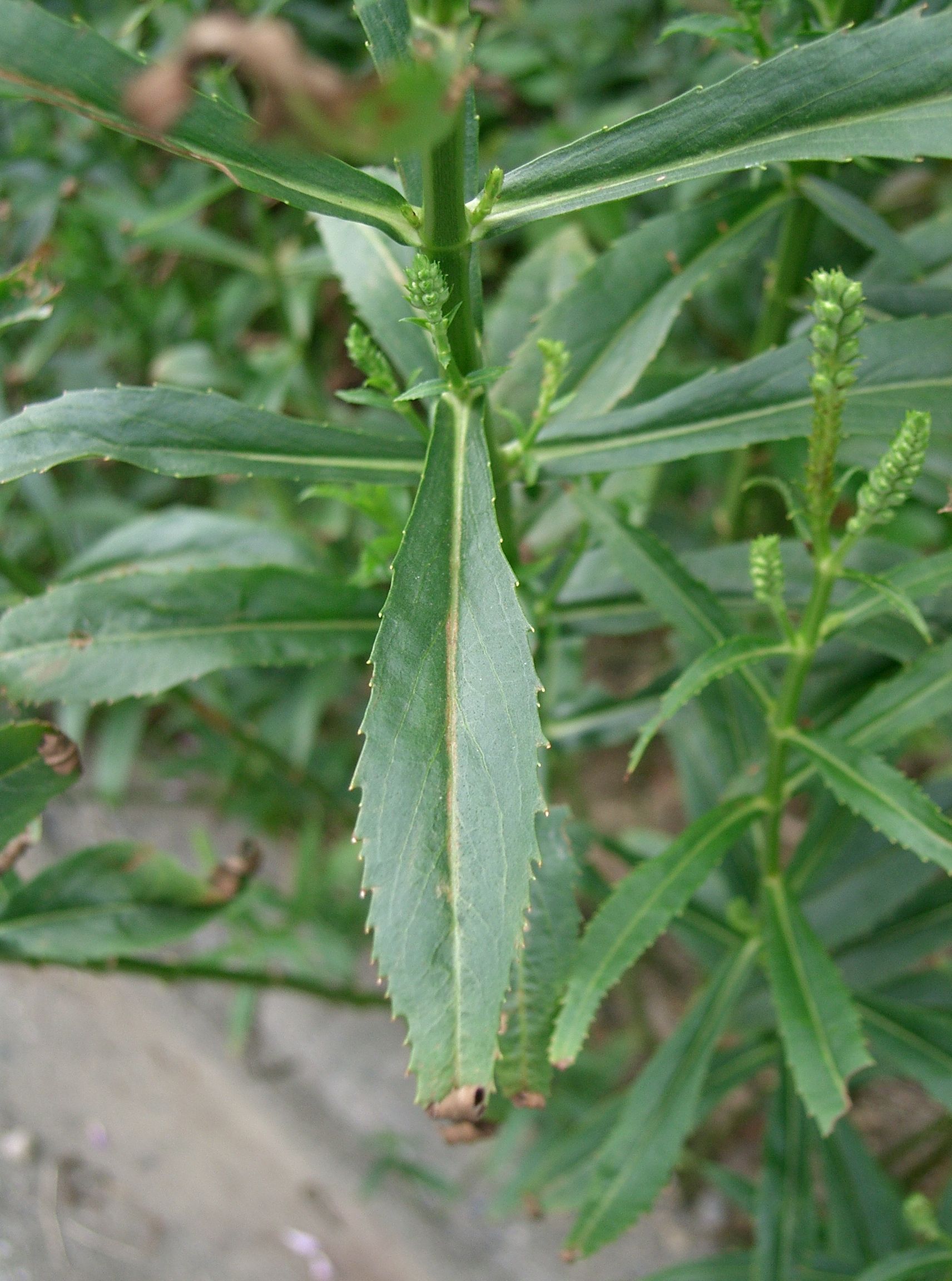 Obedient Plant