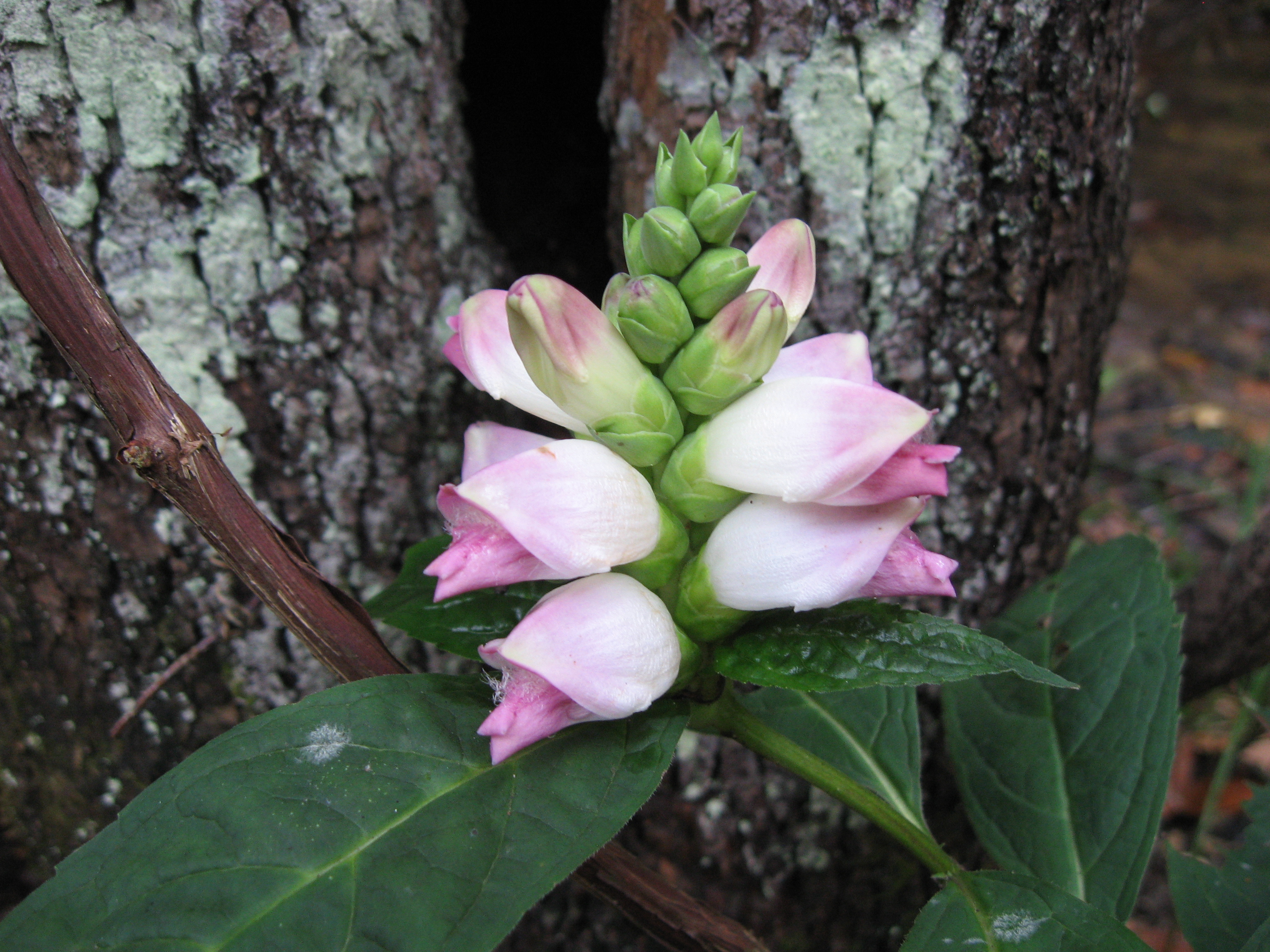 Chelone
