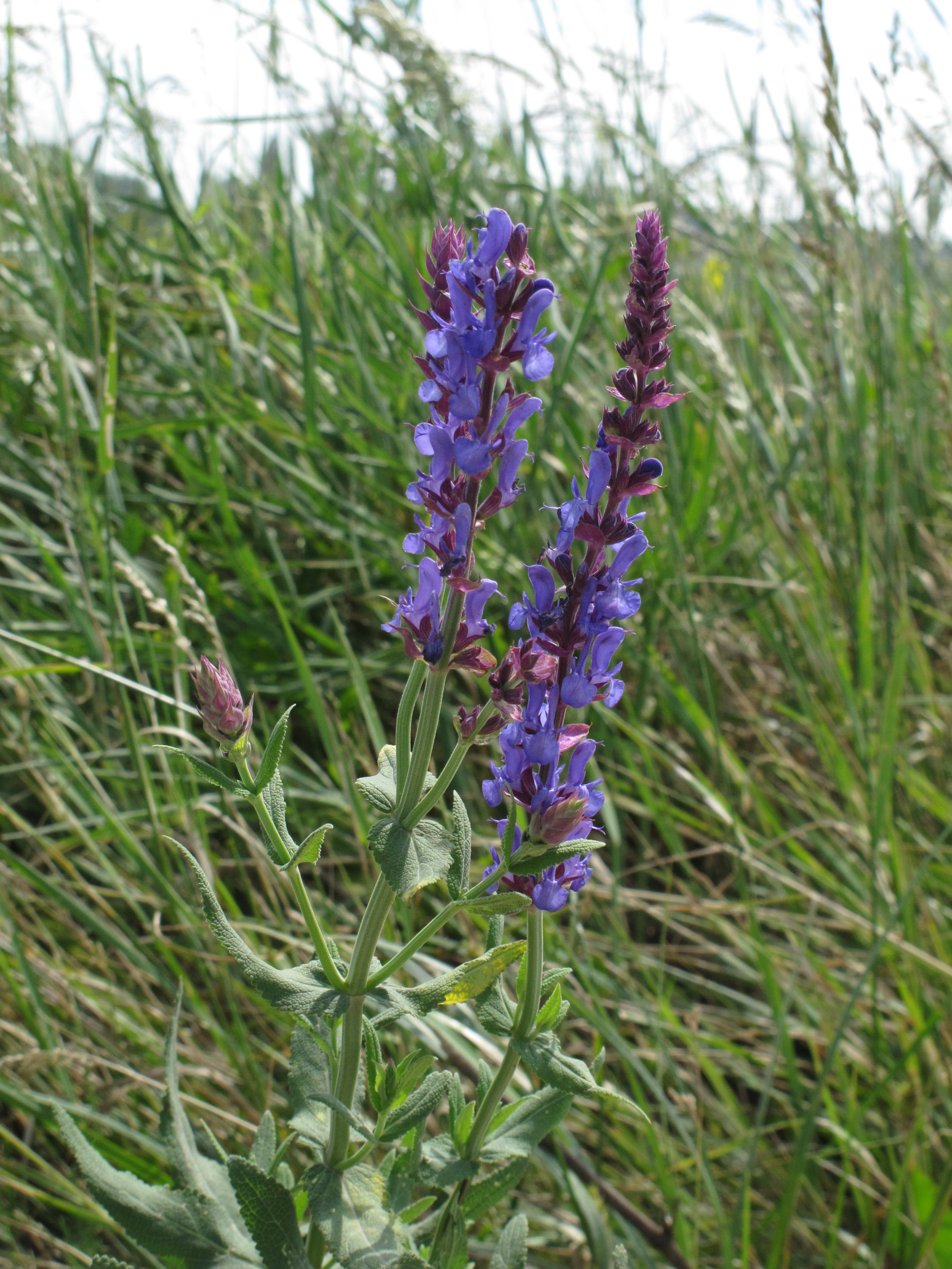 Salvia
