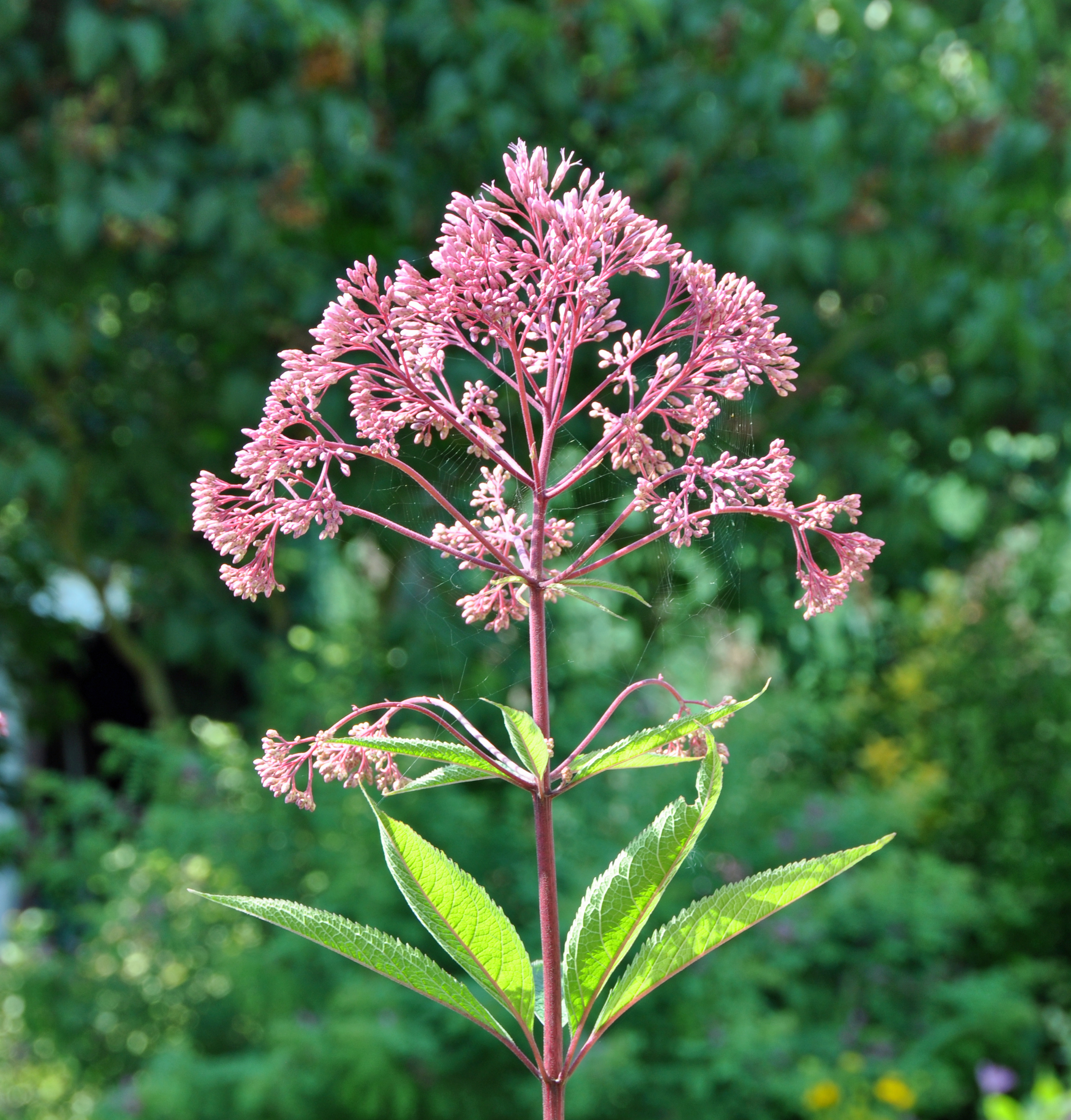 Eupatorium