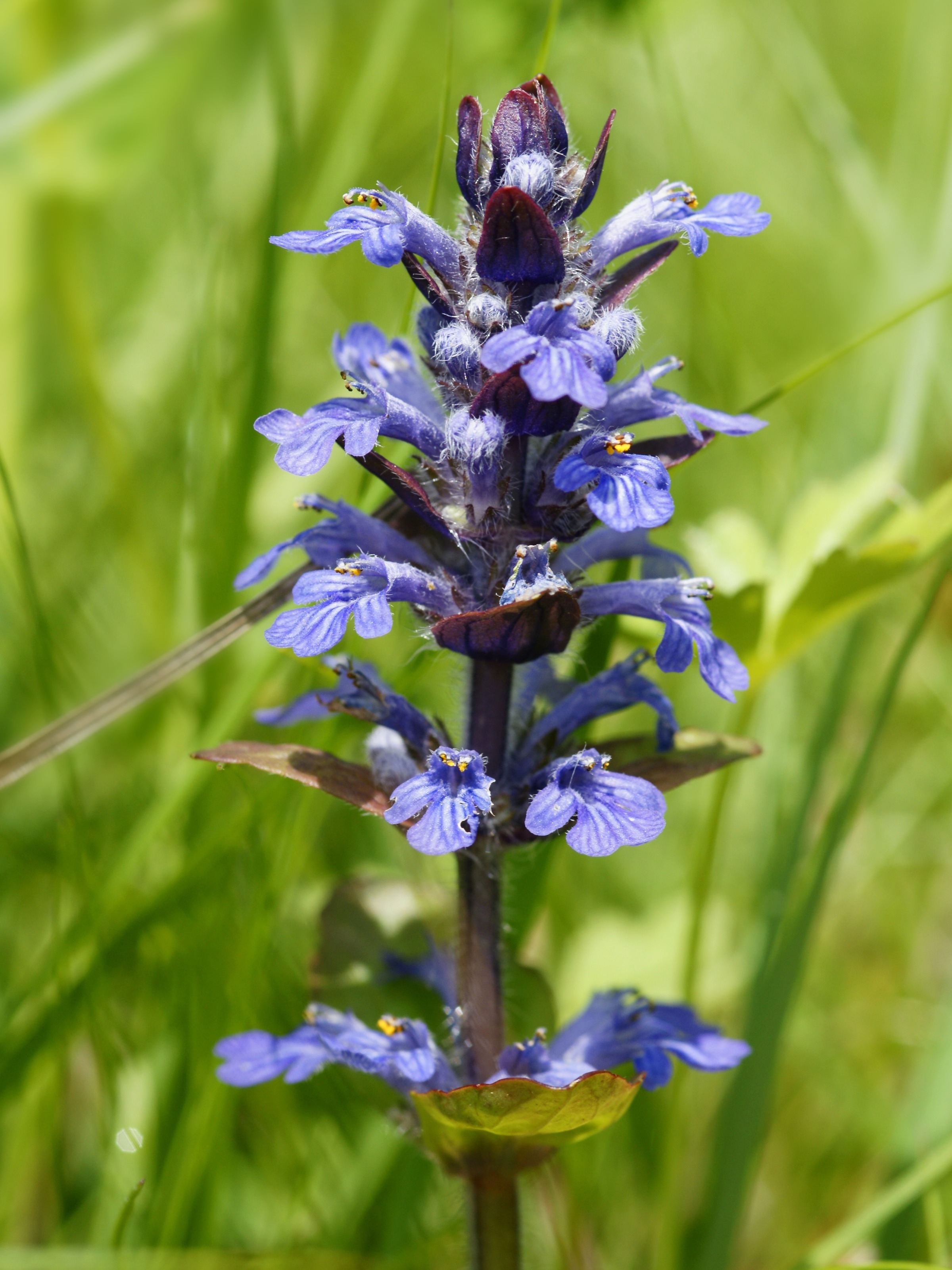 Ajuga