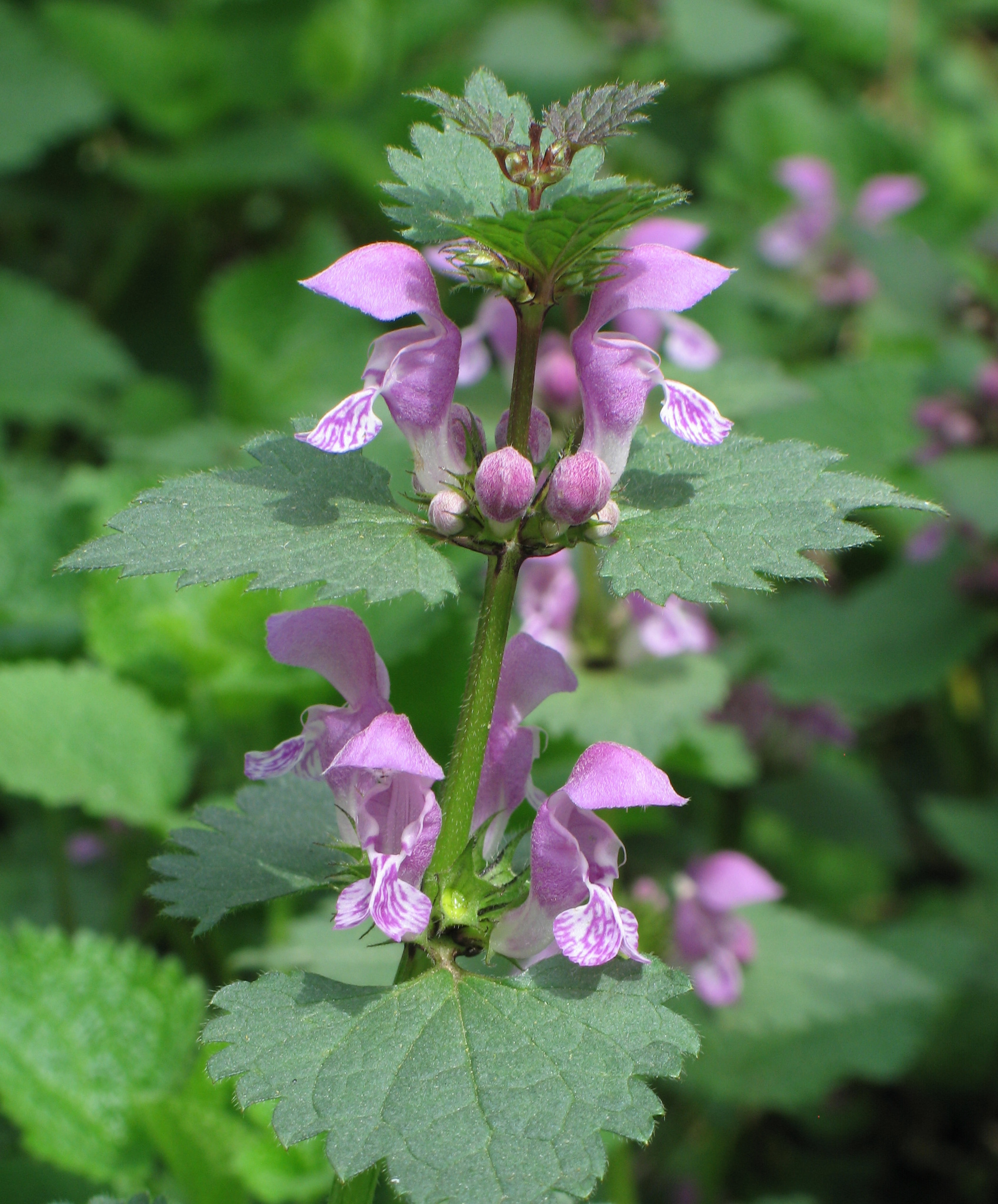 Lamium