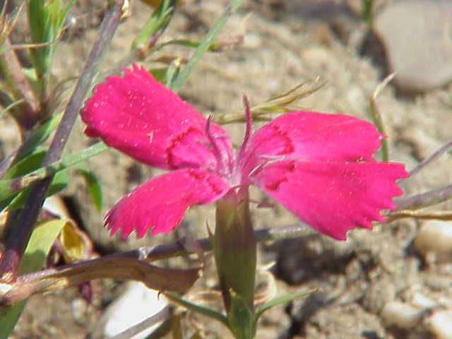 Dianthus