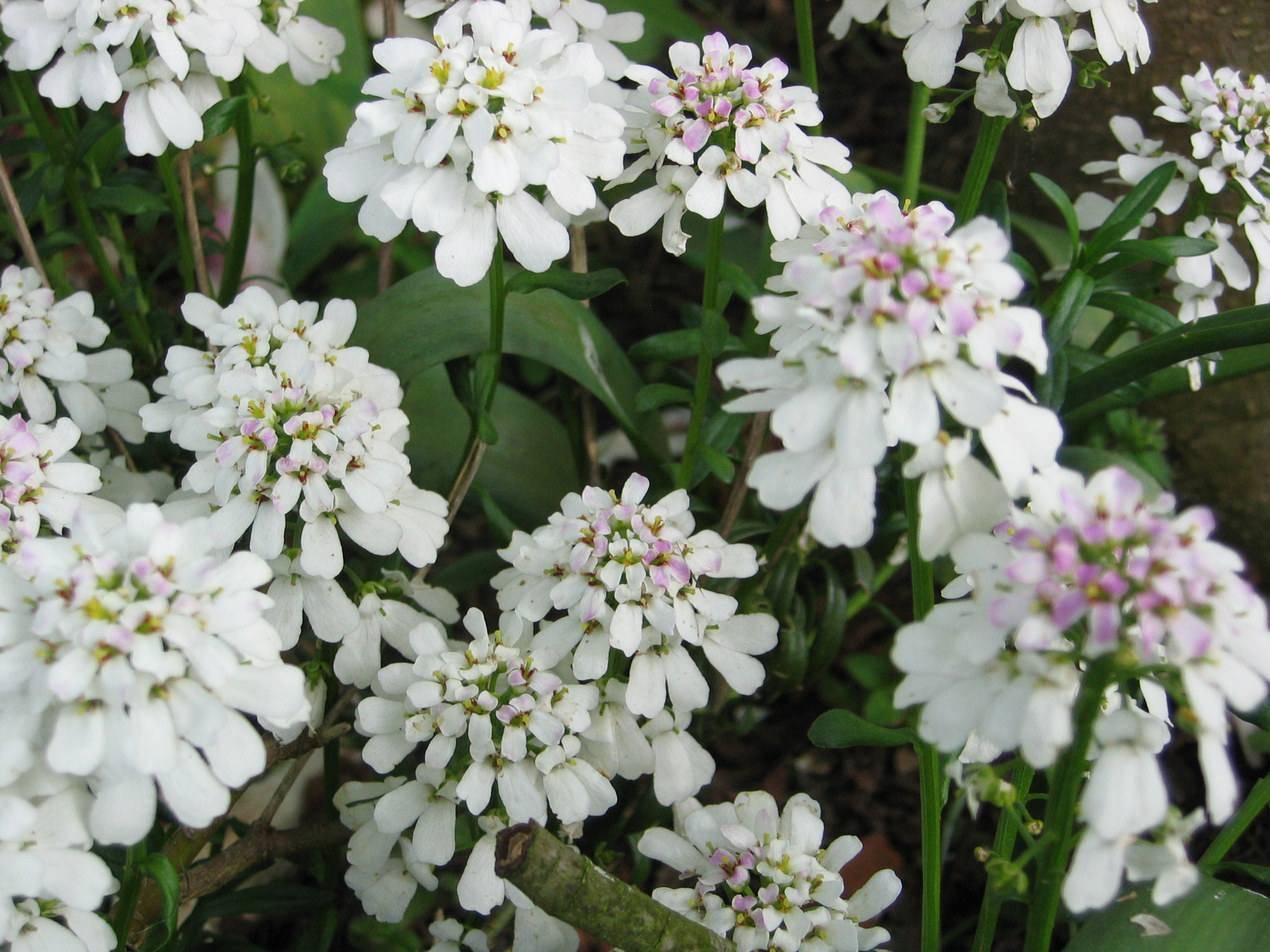 Candytuft