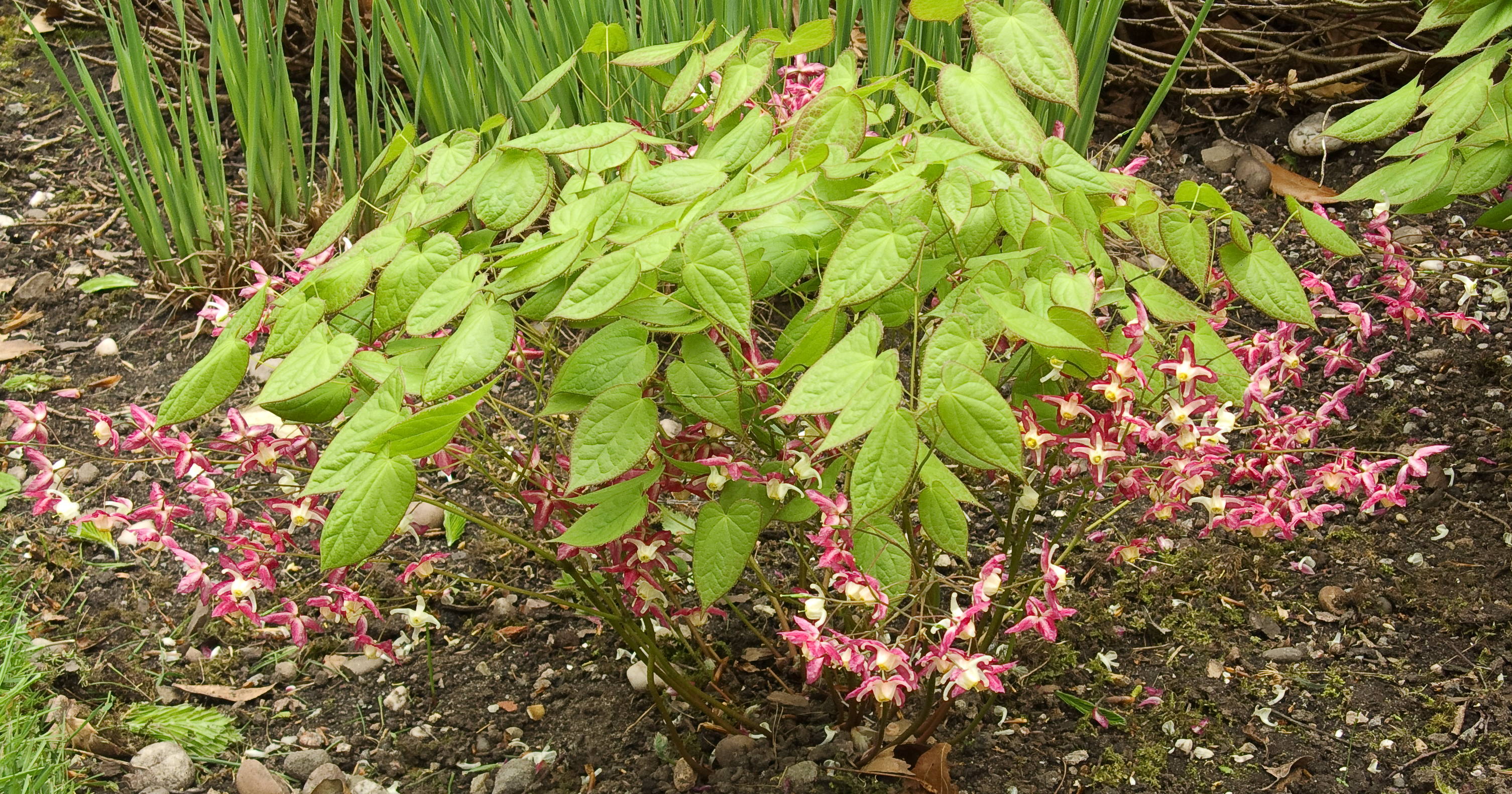 Epimedium