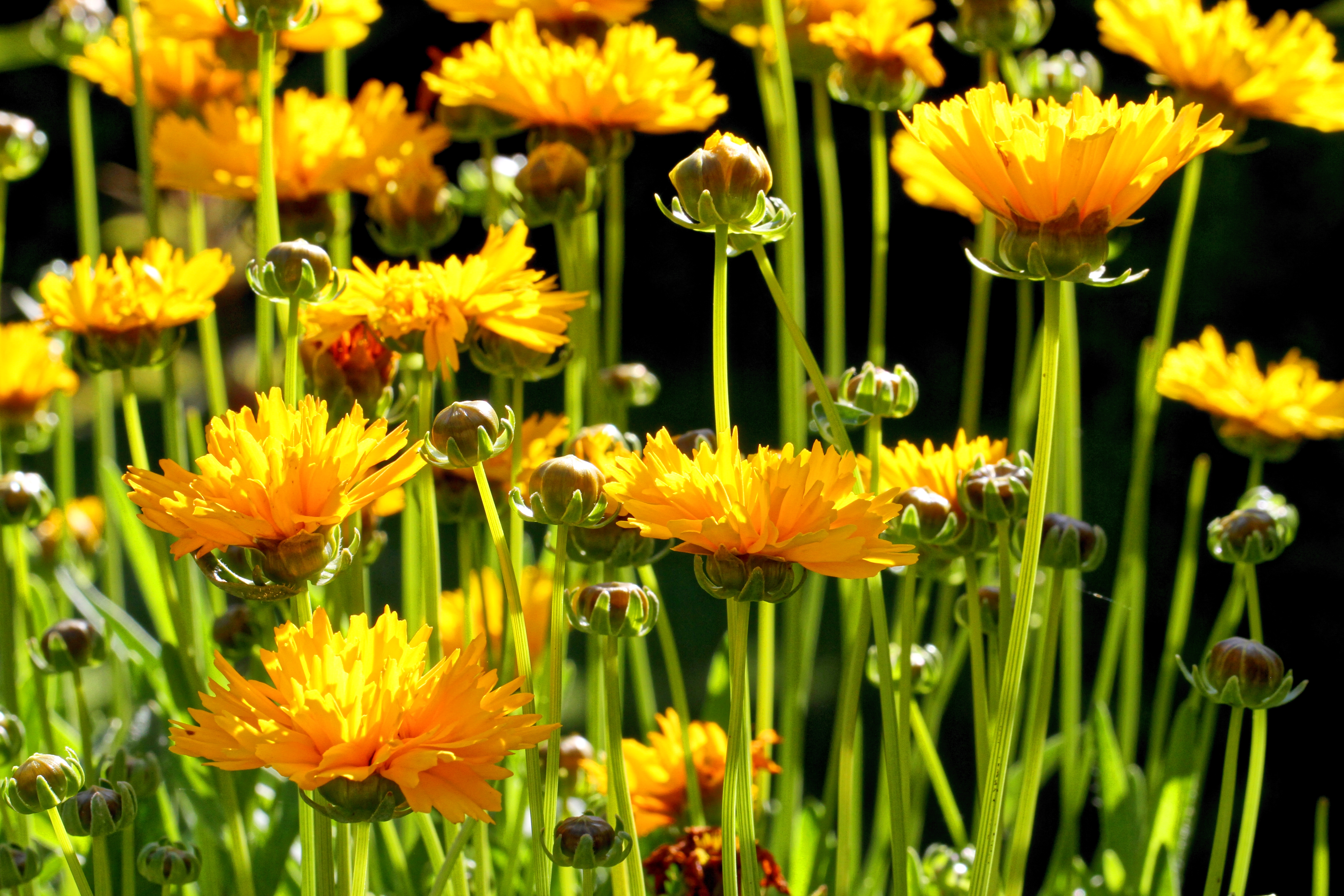 Coreopsis