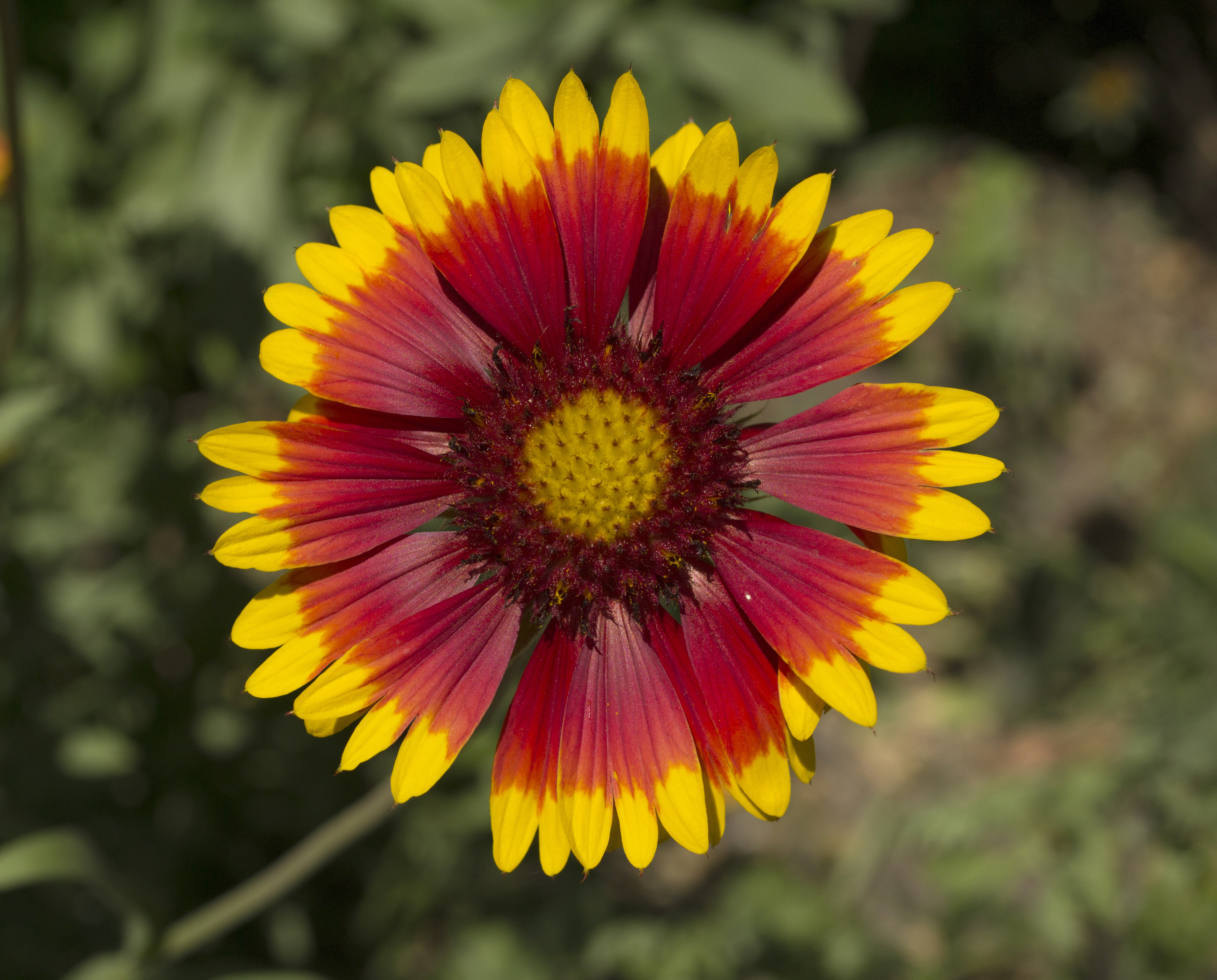 Blanket Flower