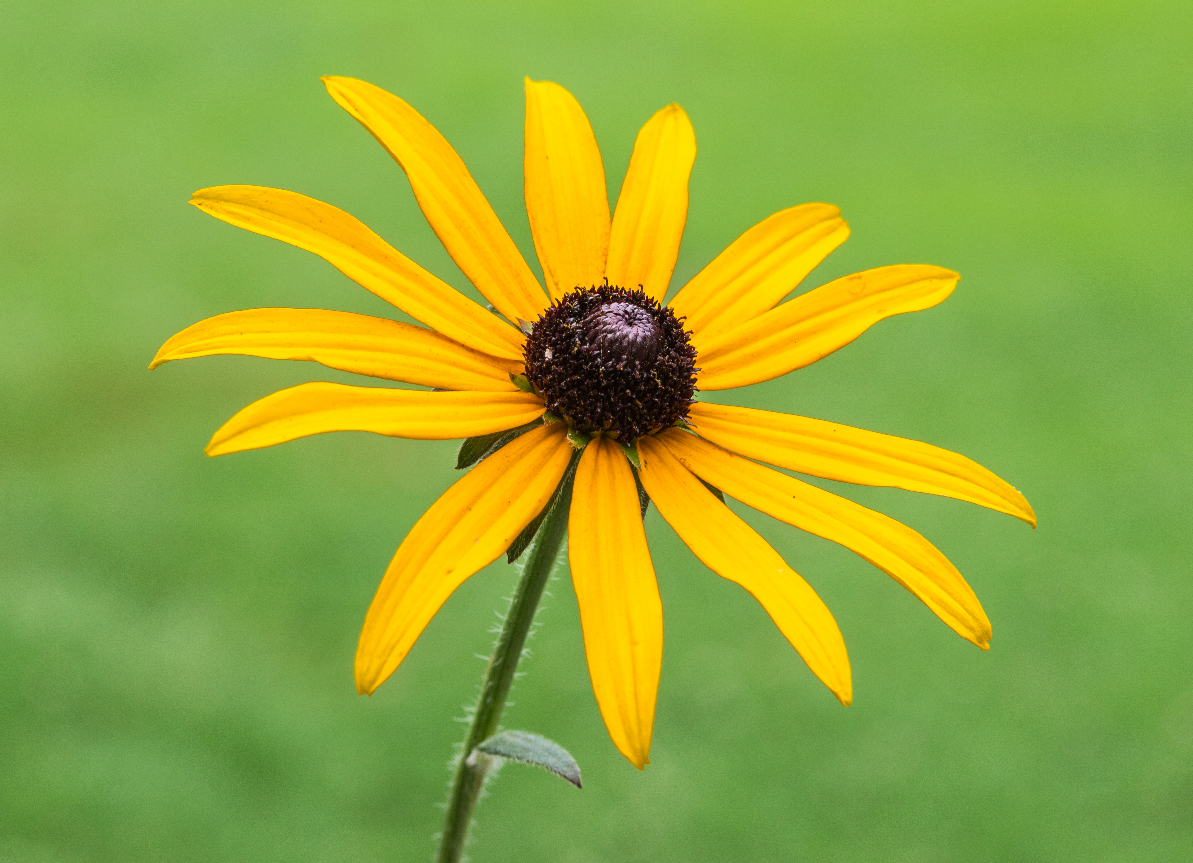 Rudbeckia Goldsturm