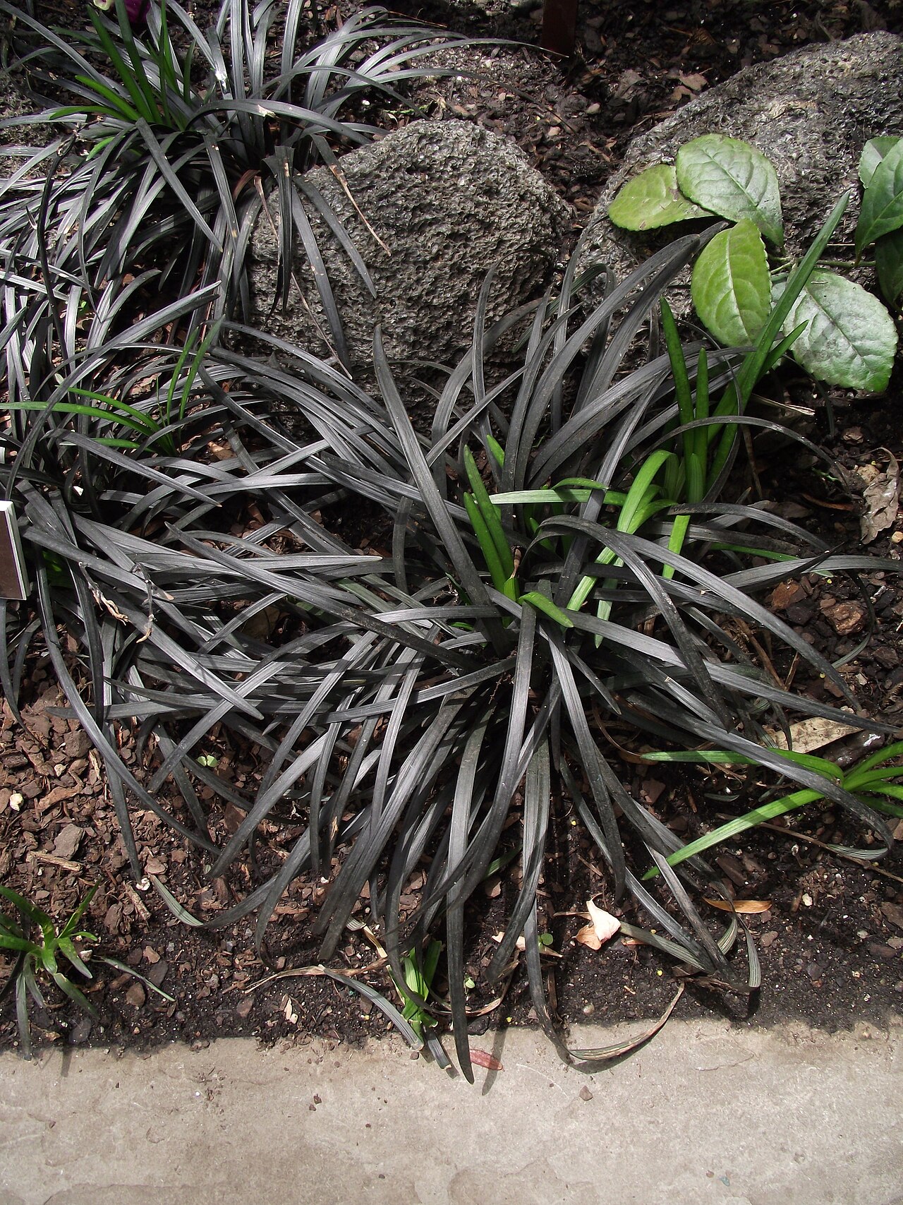 Black Mondo Grass