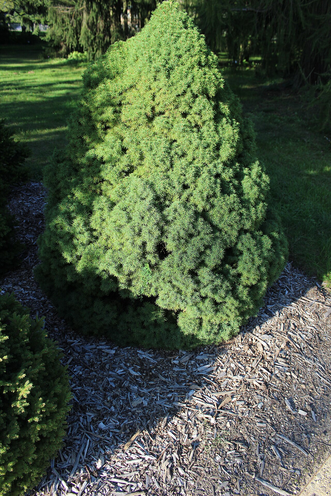 Dwarf Alberta Spruce