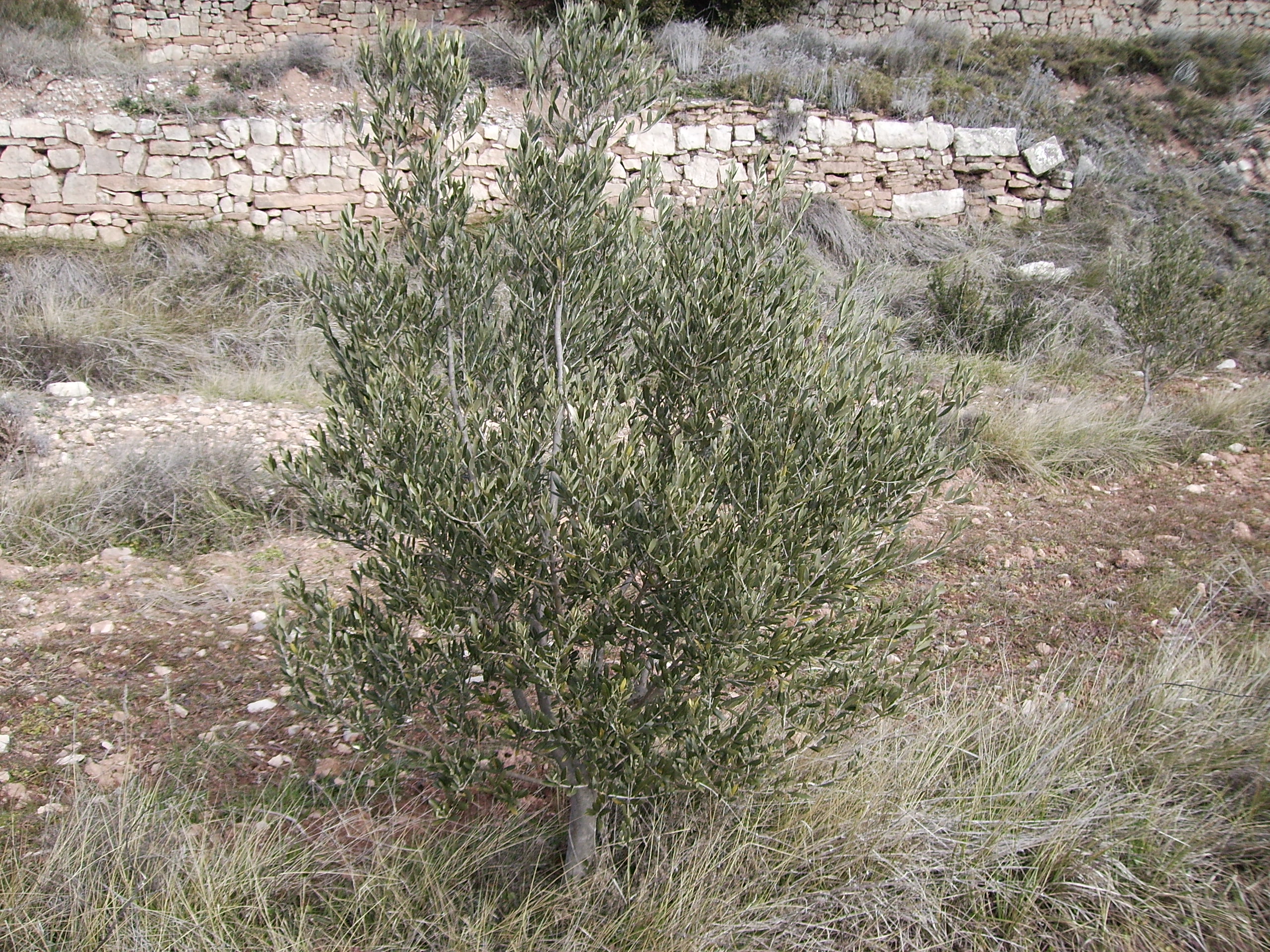 Arbequina Olive Tree