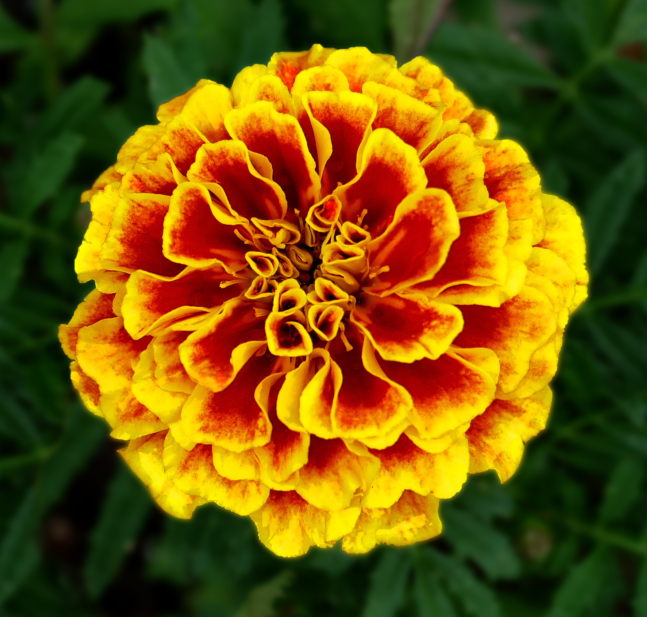 Marigold