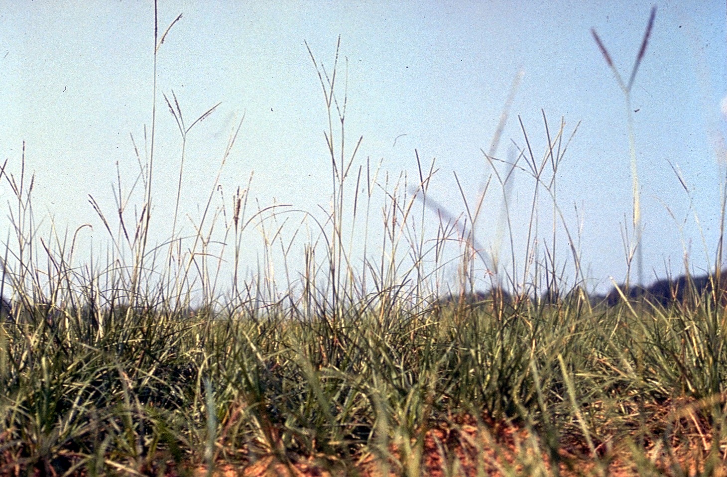 Bahia Grass