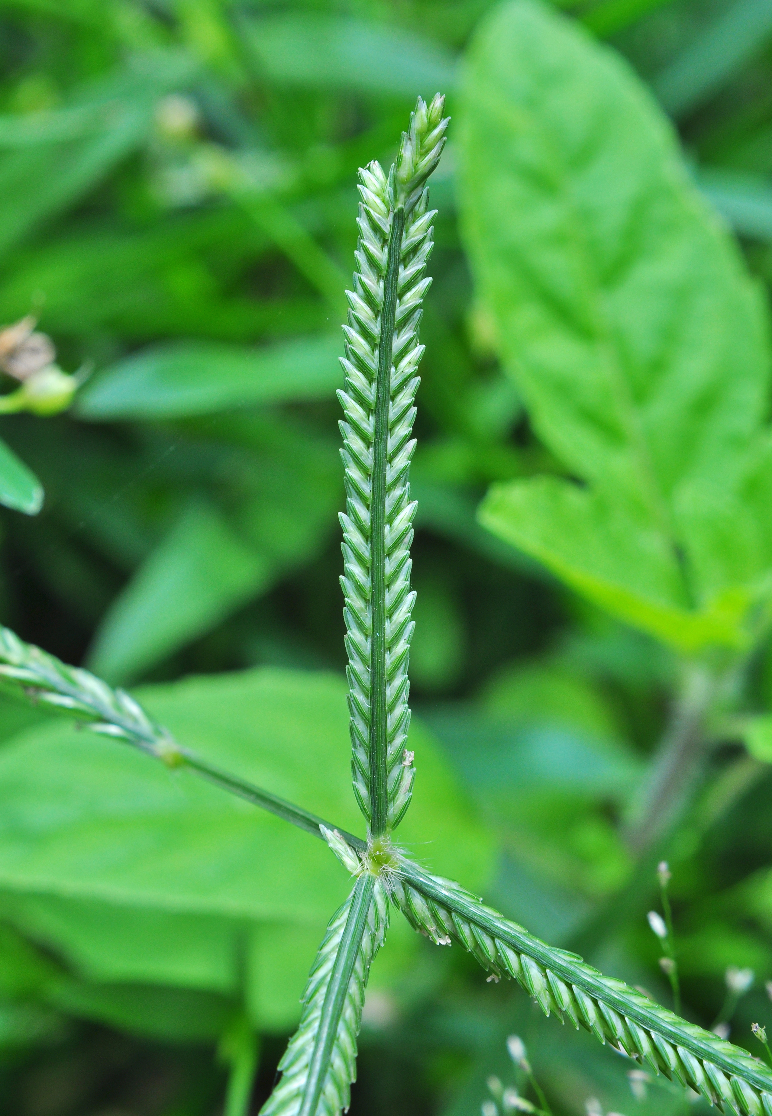 Bermuda Grass