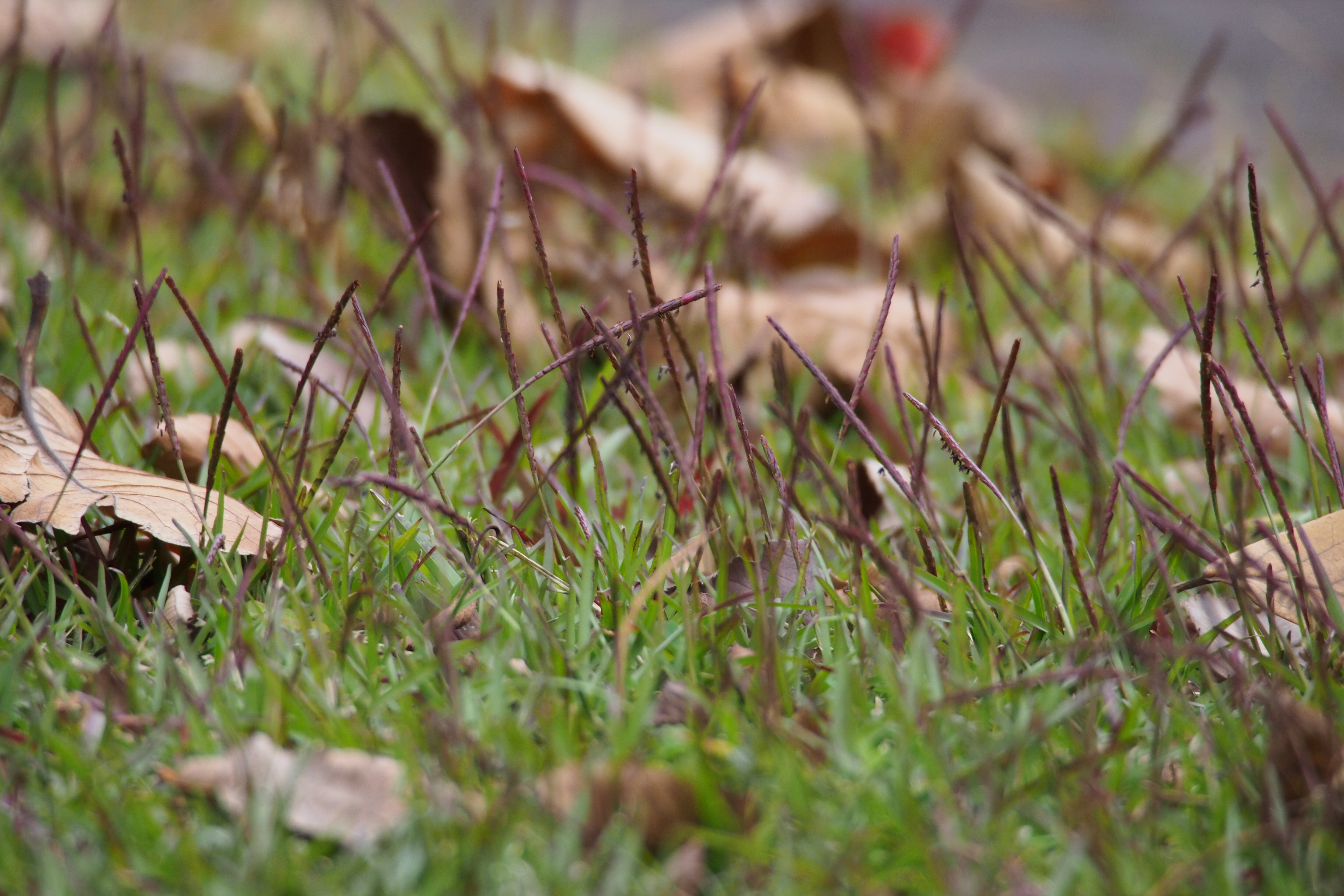 Centipede Grass