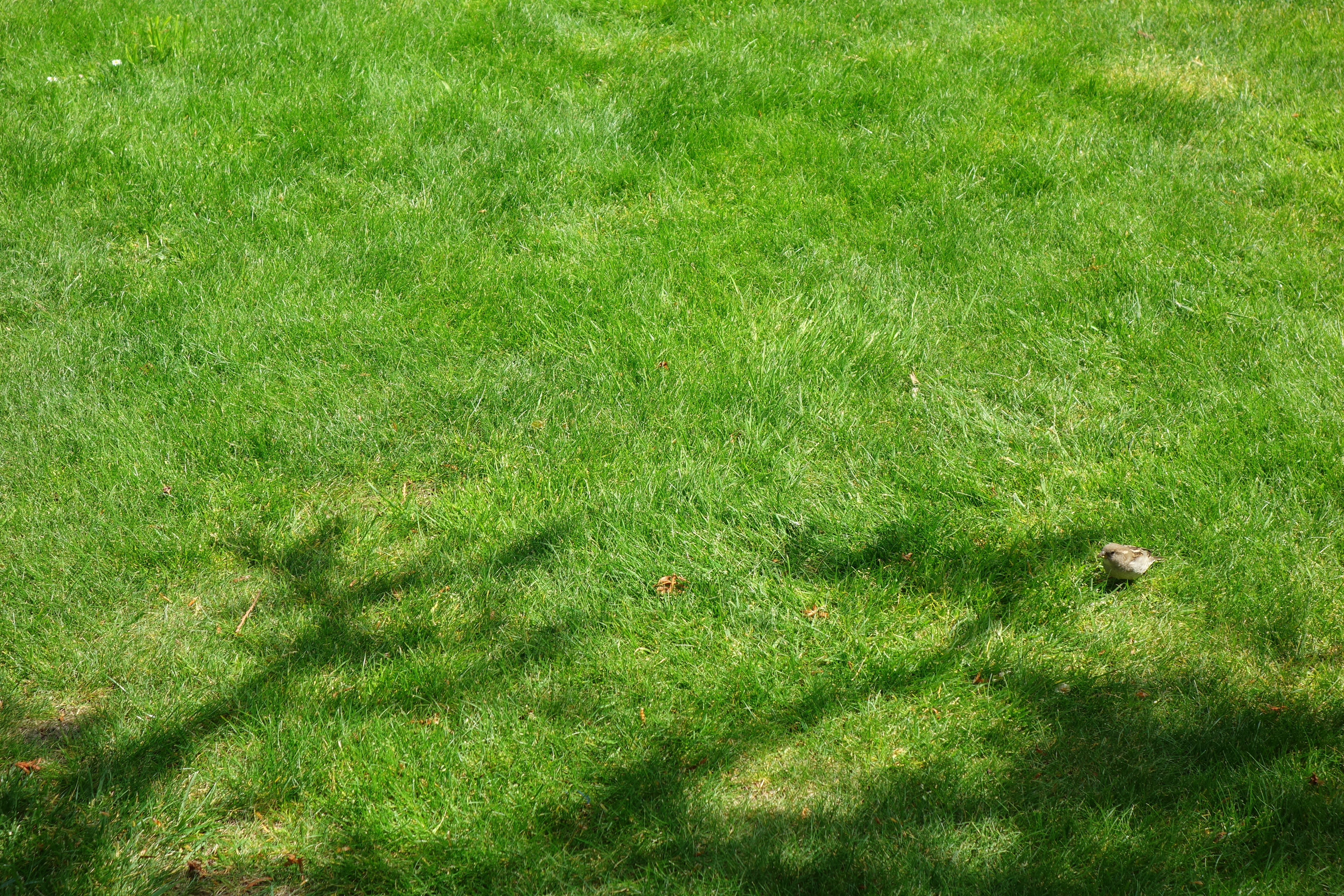 Chewings Fescue