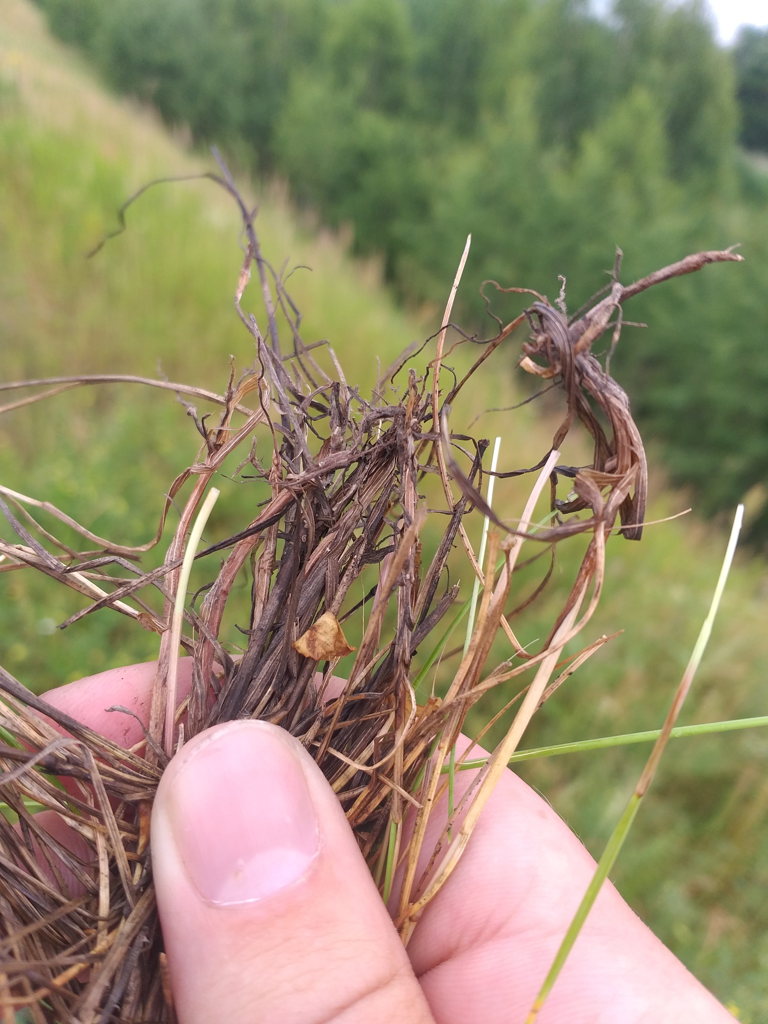 Fine Fescue