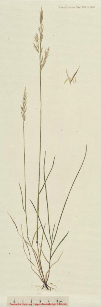 Hard Fescue