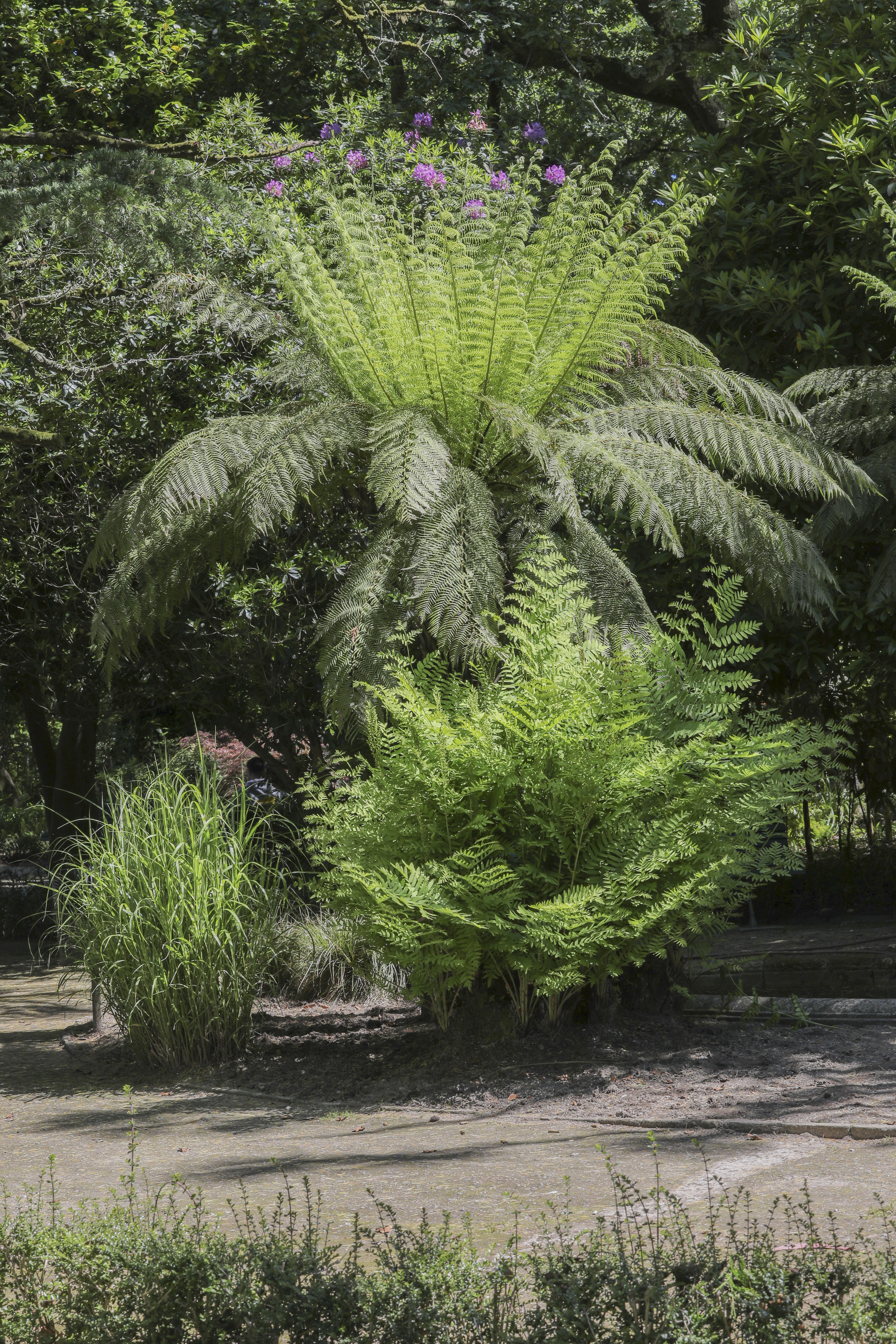 Japanese Silver Grass