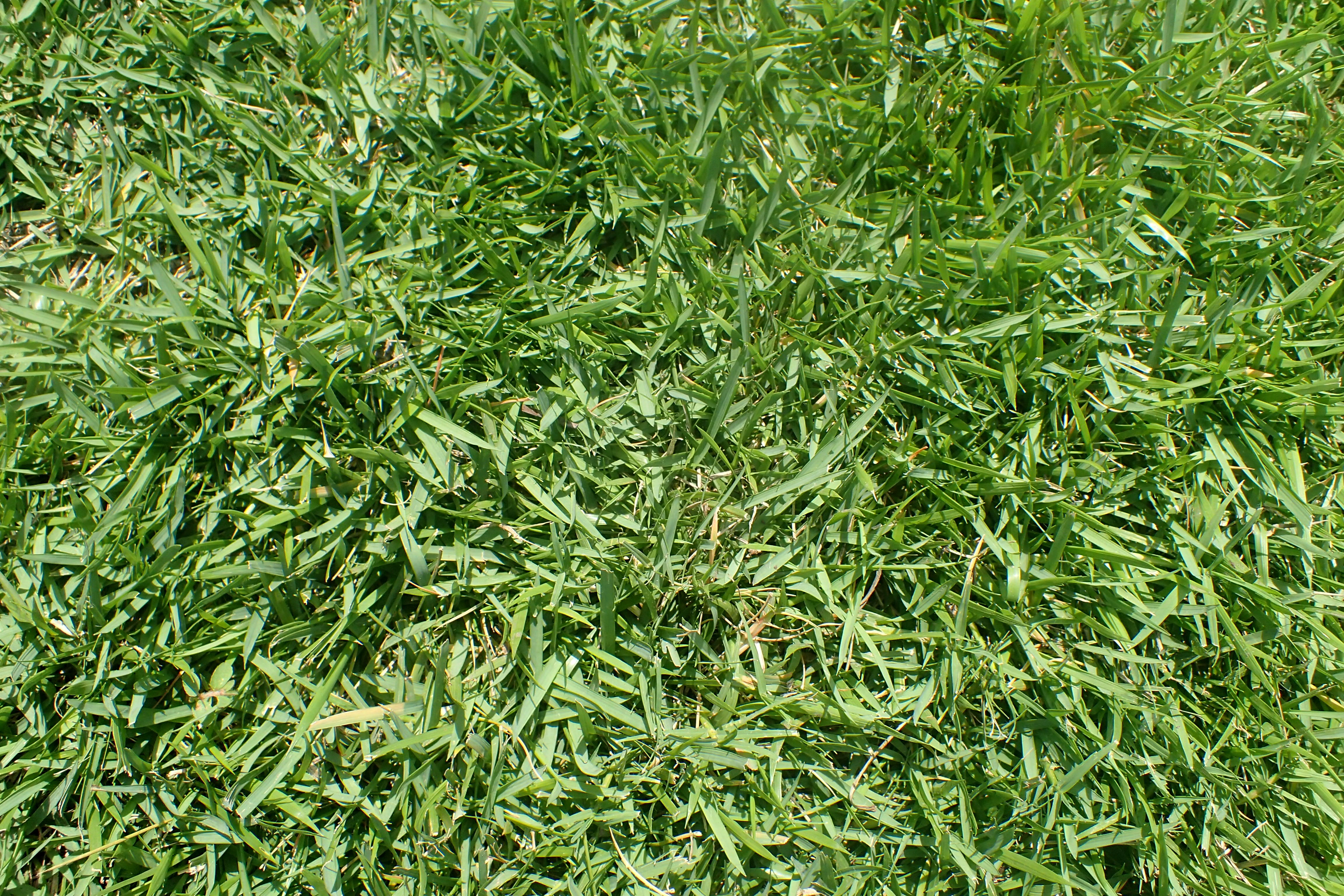 Zoysia Grass