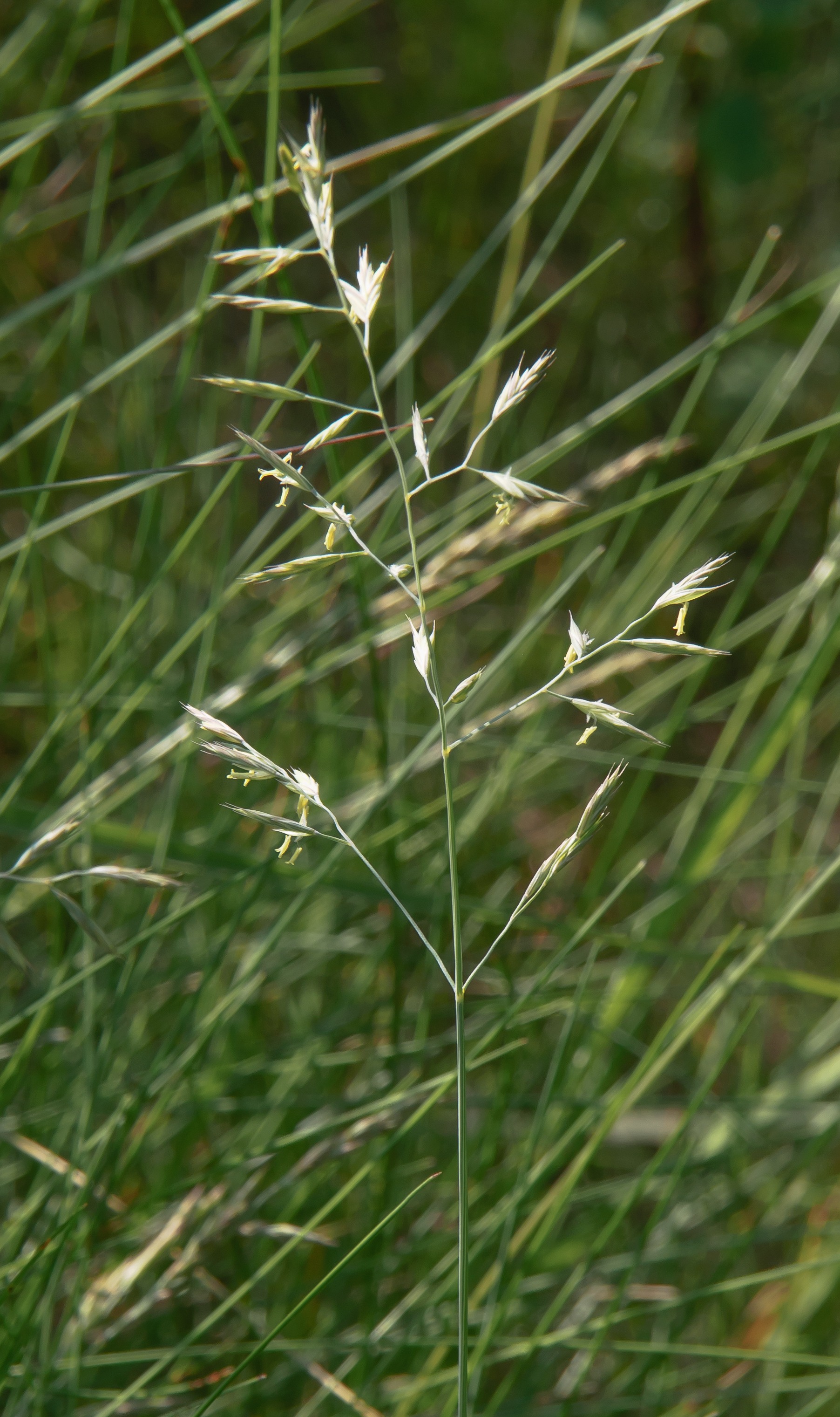 Hard Fescue