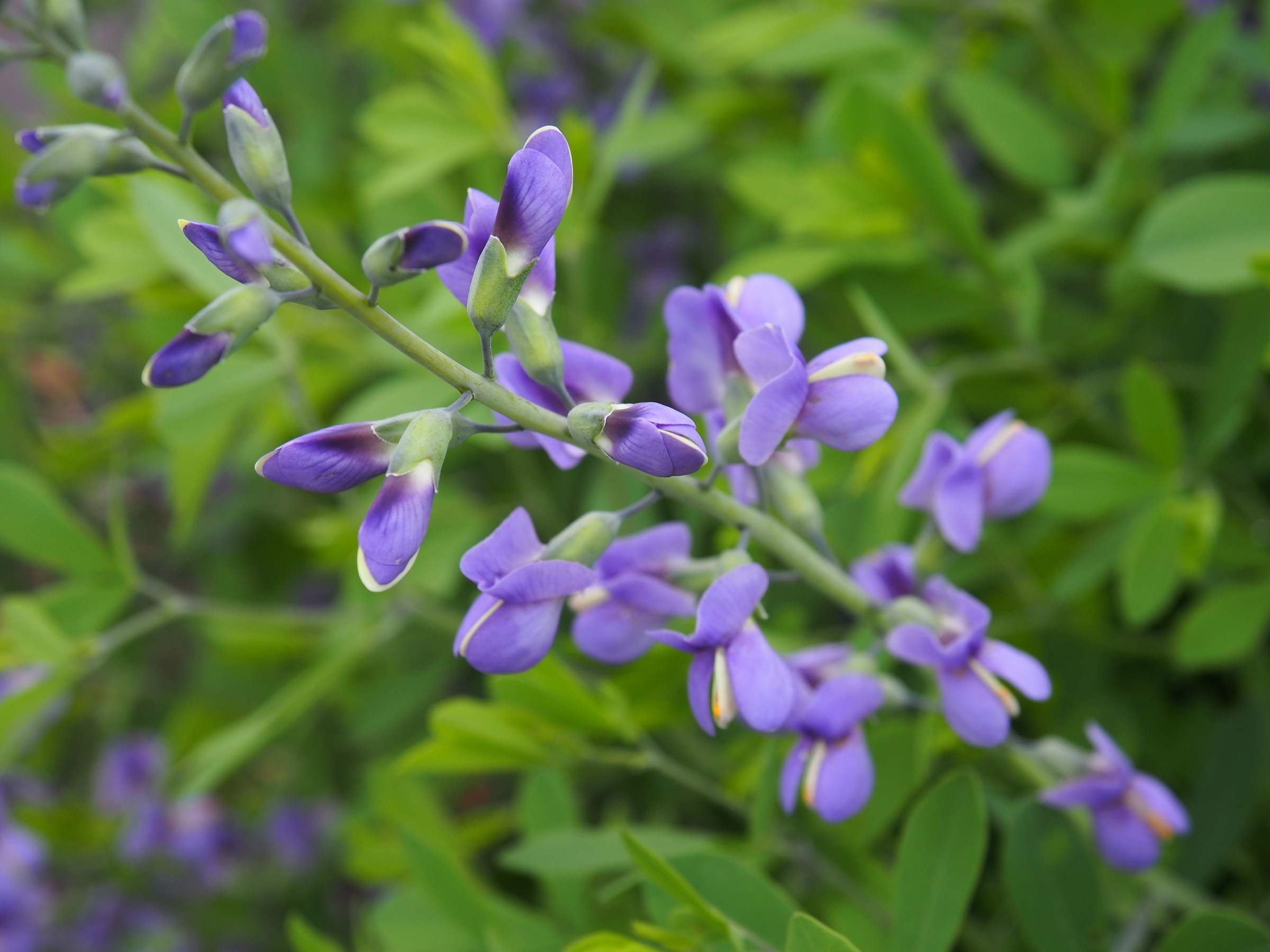 Meadow Rue
