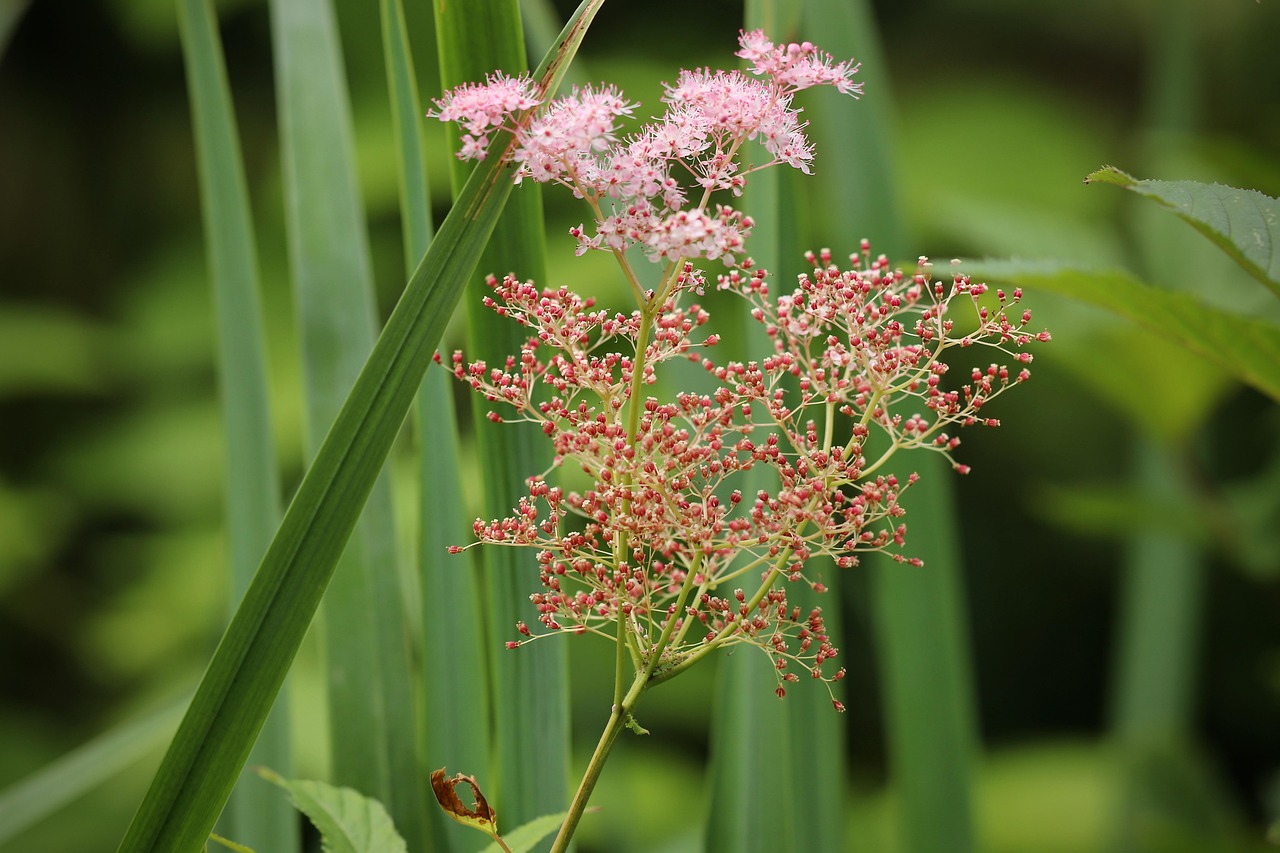 Filipendula