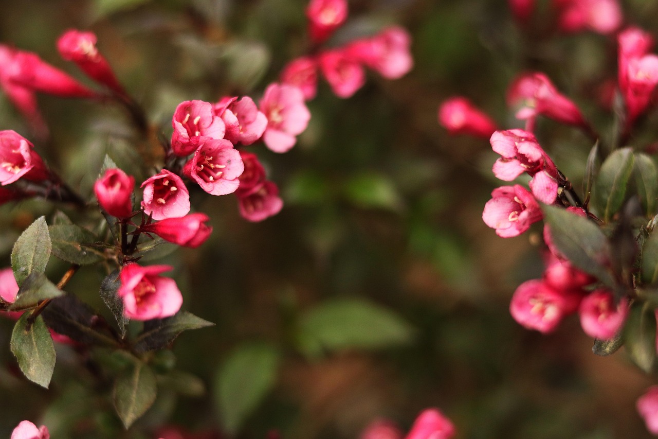 Weigela